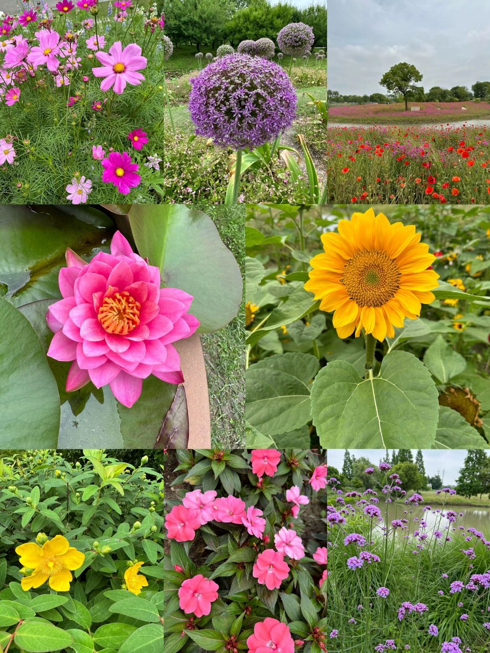 上海金山花开海上生态园,门票和导览图 生态园介绍:花开海上生态园