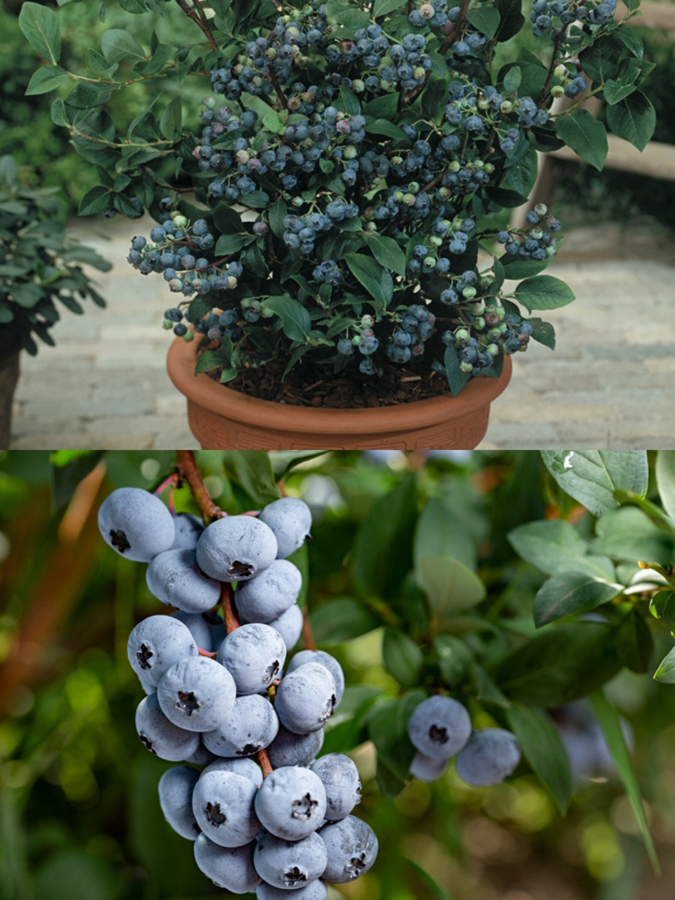 蓝莓品种选择指南(二)| 北高丛&兔眼篇 11566品种选择指南 94南