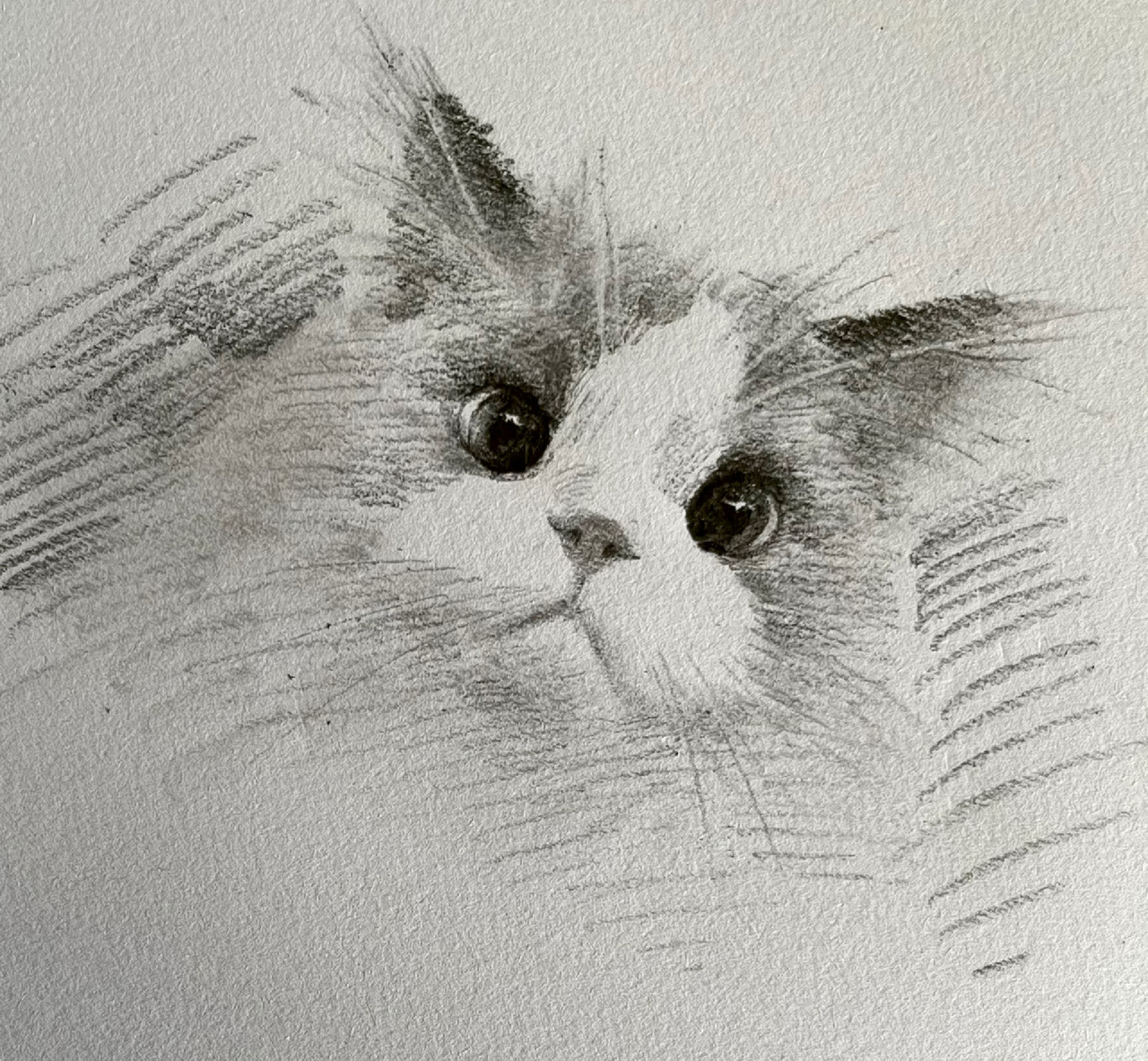 这么可爱的布偶猫赶快艾