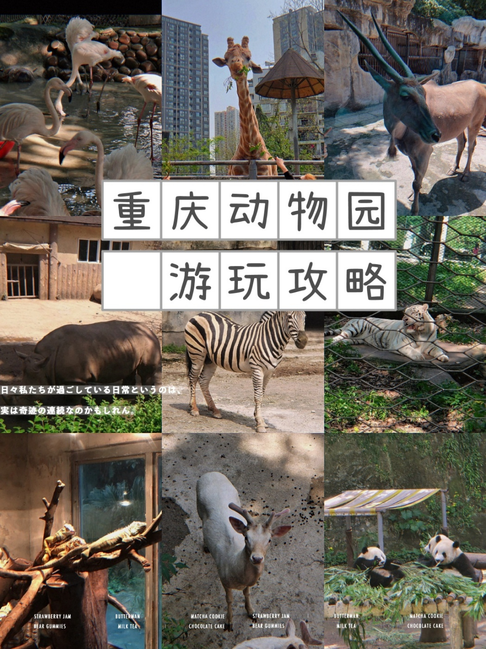 重庆动物园游玩攻略(门票,园区导览,交通 杨家坪动物园是重庆最大且