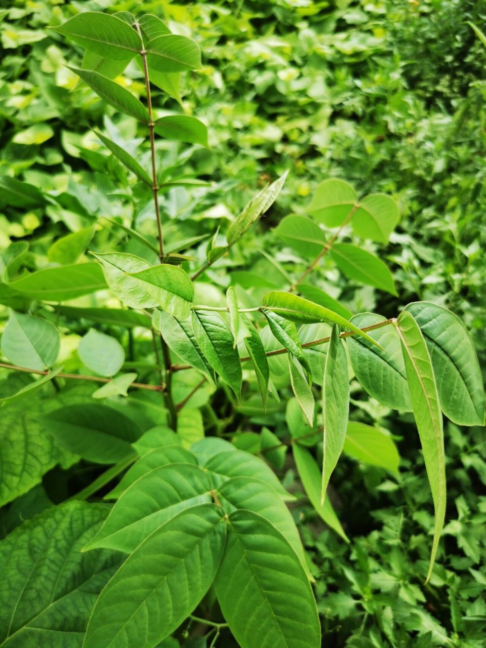 在别人的菜园子里发现一点野菜 我们叫羊咩菜, 也就是决明子的叶子