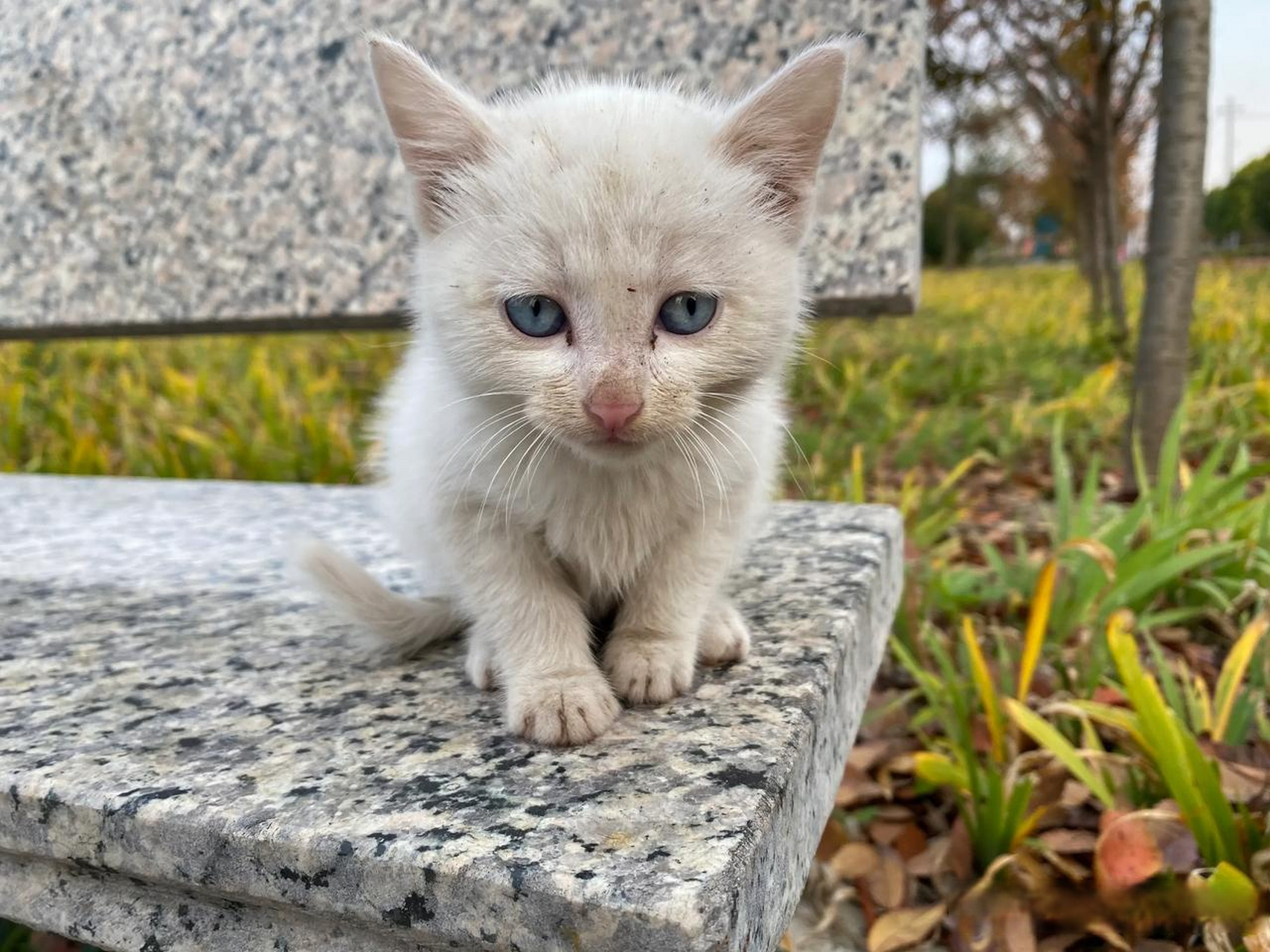 在公园见到这只小流浪猫,蓝眼白猫,好可爱.
