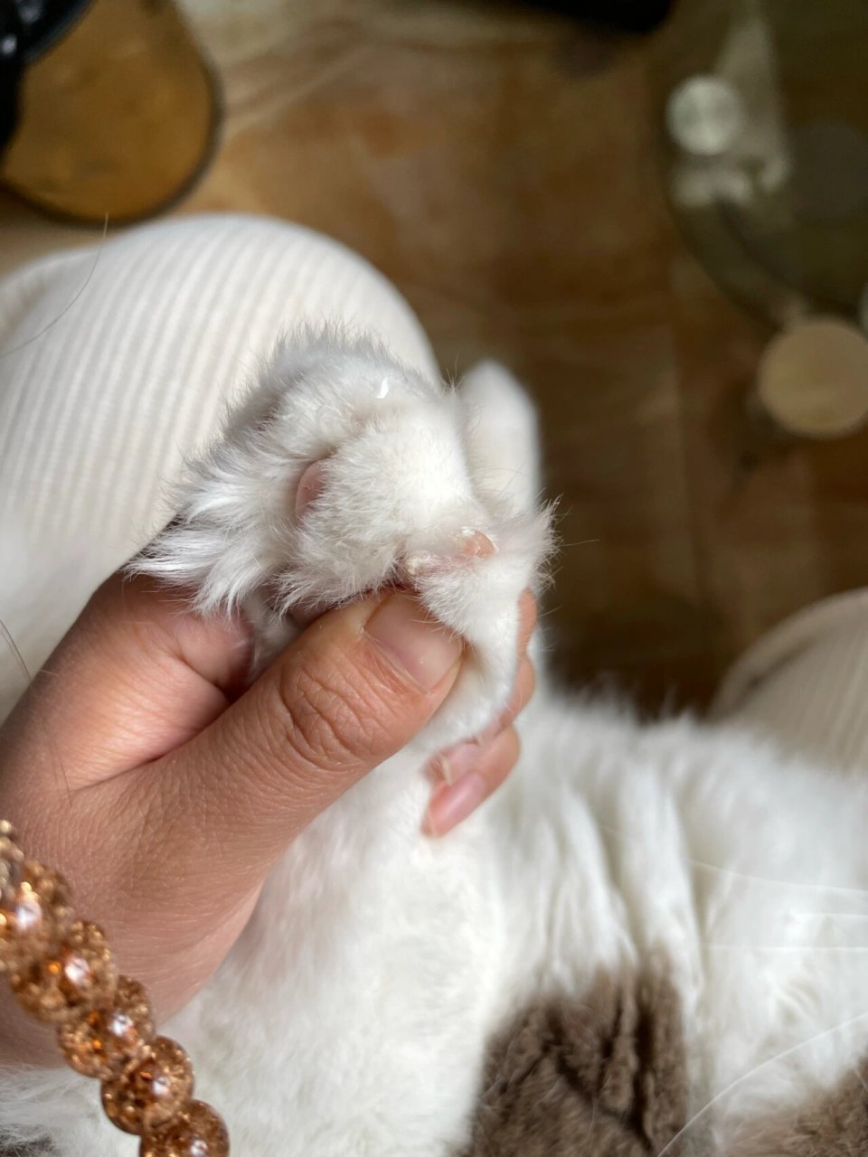 布偶猫的粉色肉垫上长了一些很硬的东西 像指甲一样硬,宠物医院说没事