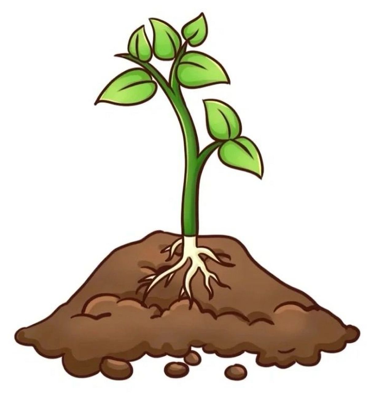 植物生长过程(西红柿) 植物生长过程(西红柿)