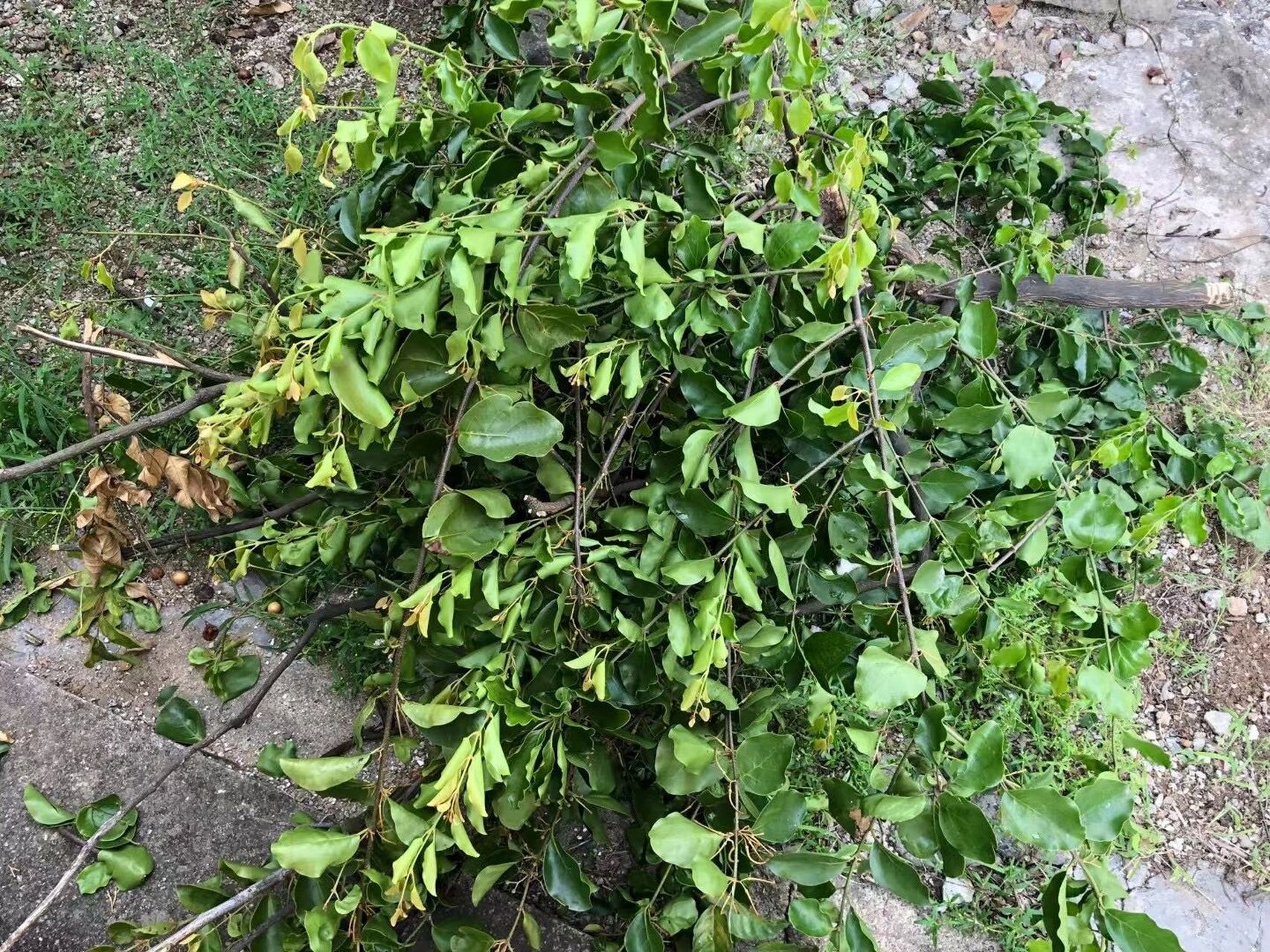 求助|在黄皮树上有一棵寄生的植物 是什么植物呢? 求科普!