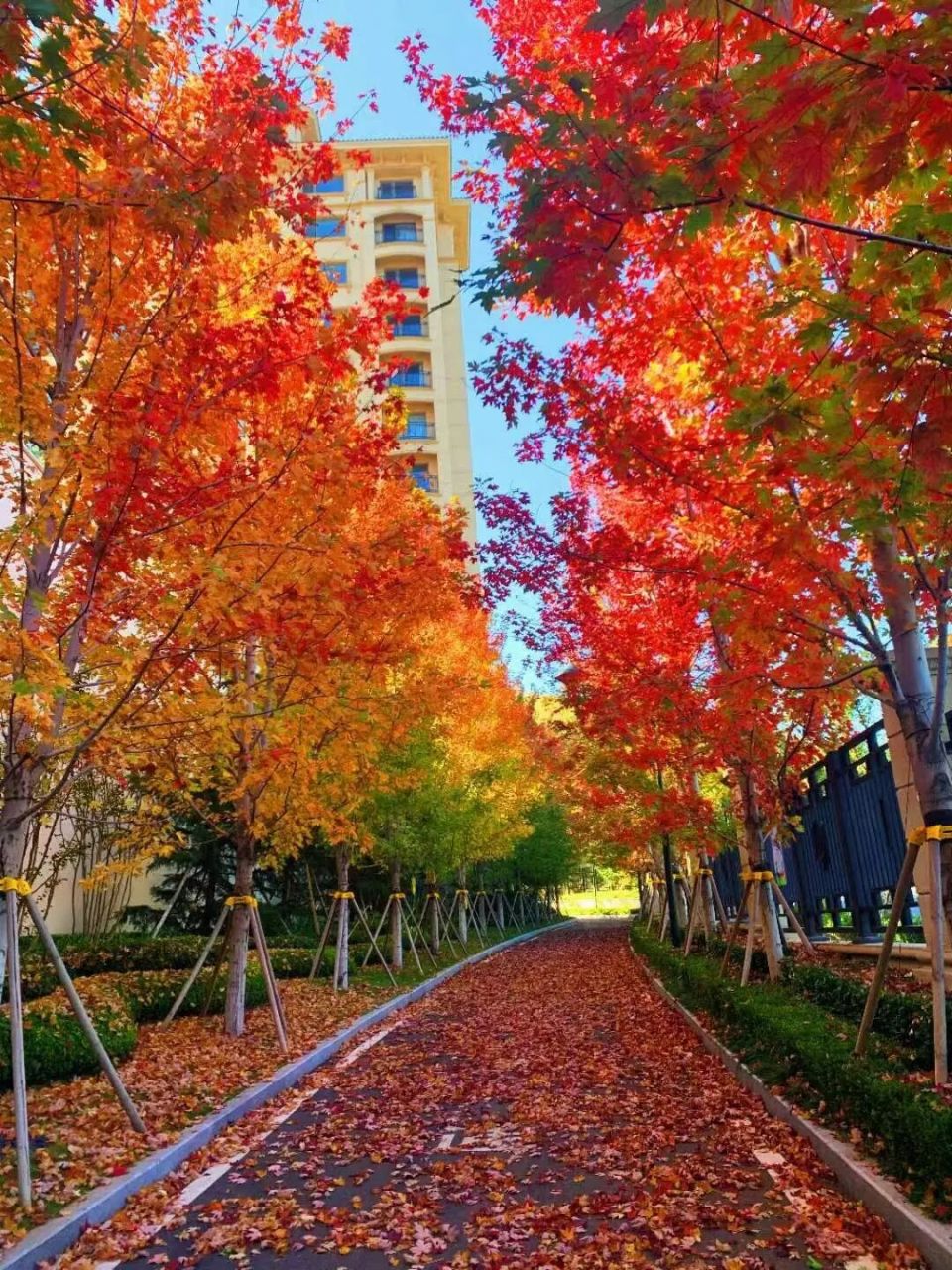 美国红枫(27～29公分) 实景拍摄美国红枫,大规格苗木已受到景观设计师