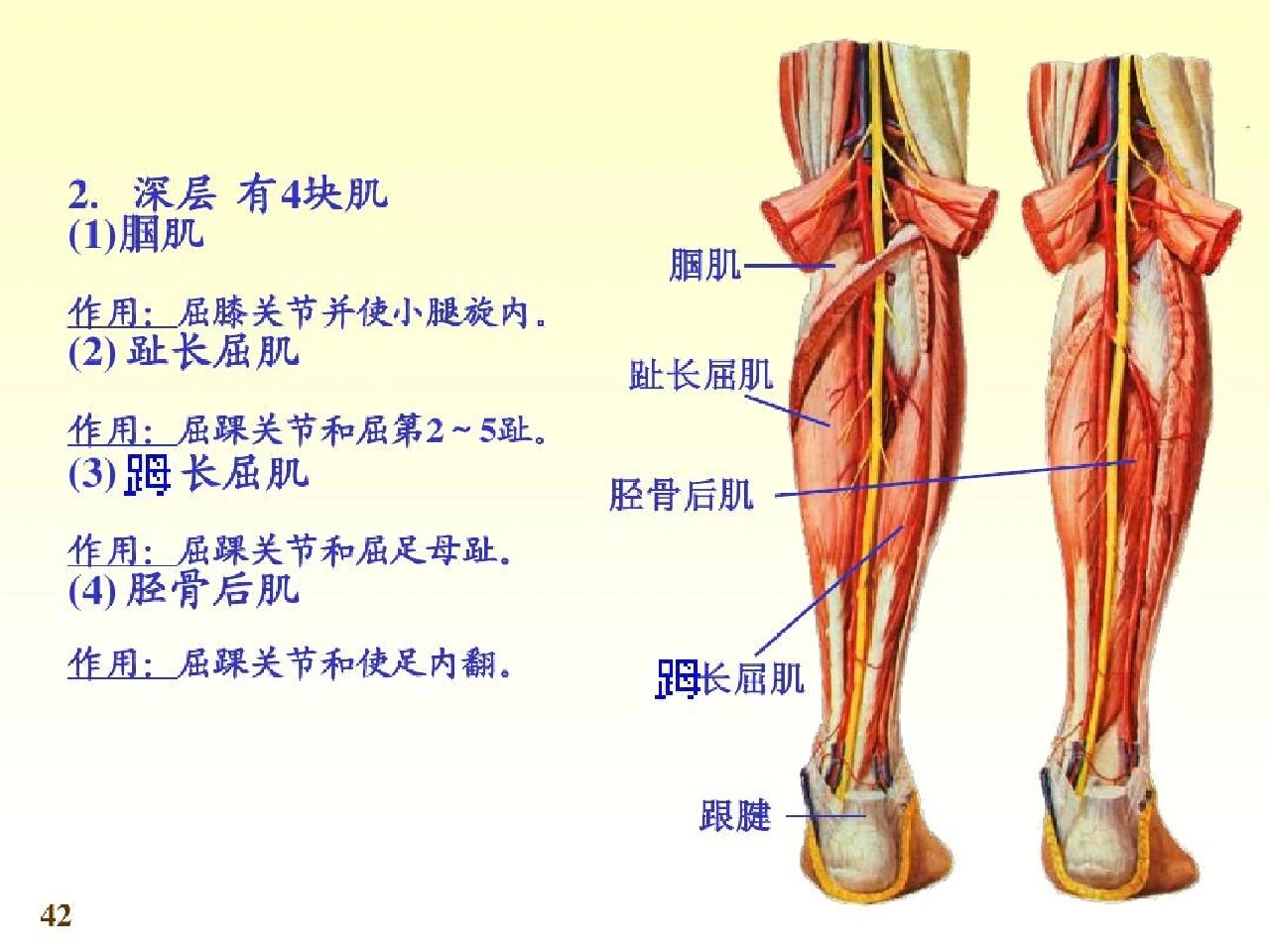 腘窝韧带解剖图图片