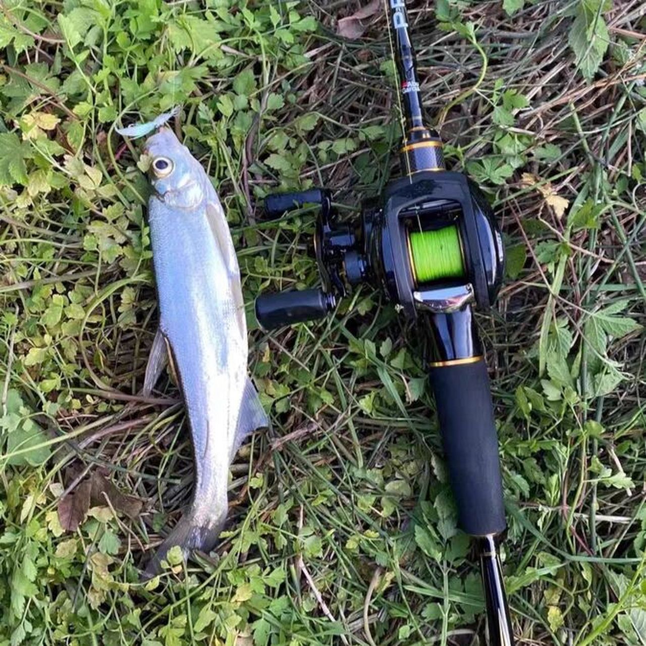 路亚破龟神器新手钓翘嘴红尾青稍专用仿生饵 翘嘴鱼学名翘嘴红鲌,又称