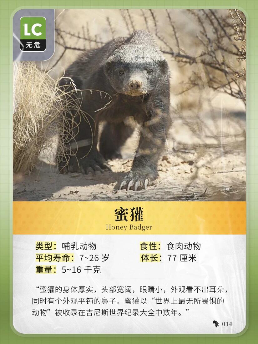 非洲主题 | 每日图鉴:蜜獾