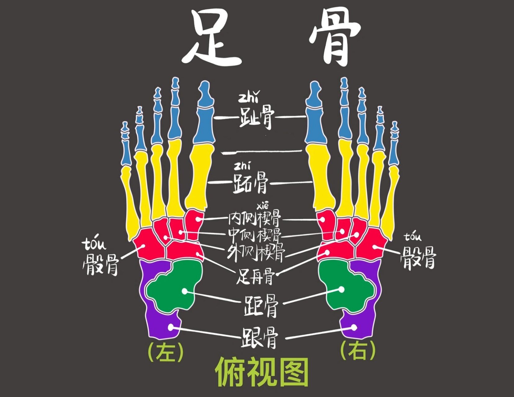 跖骨图片 位置图图片