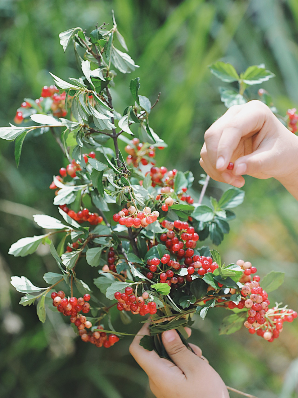 野果红红,粒粒串起回忆.