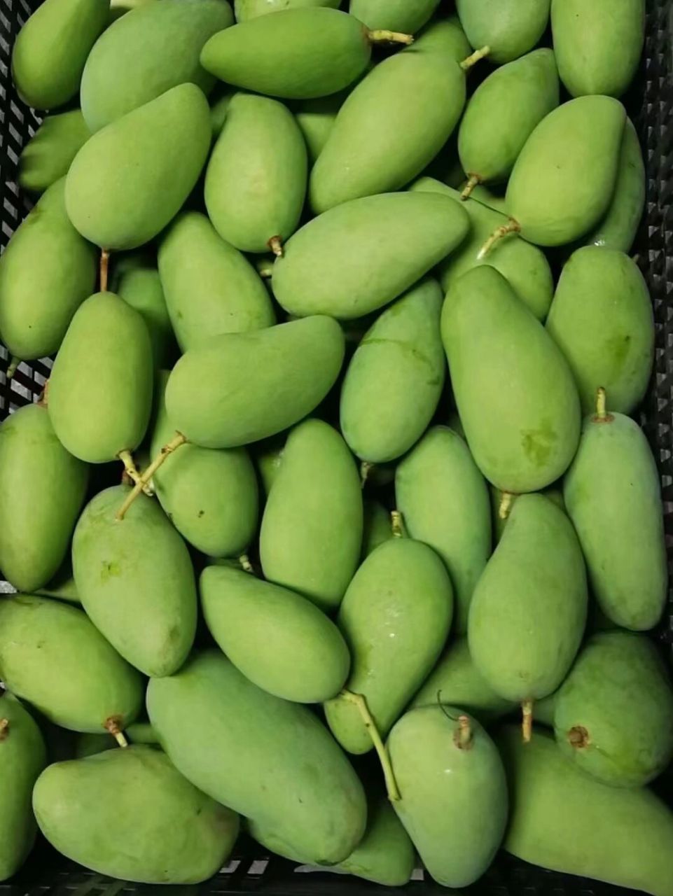 哪里的人最爱吃酸芒果?