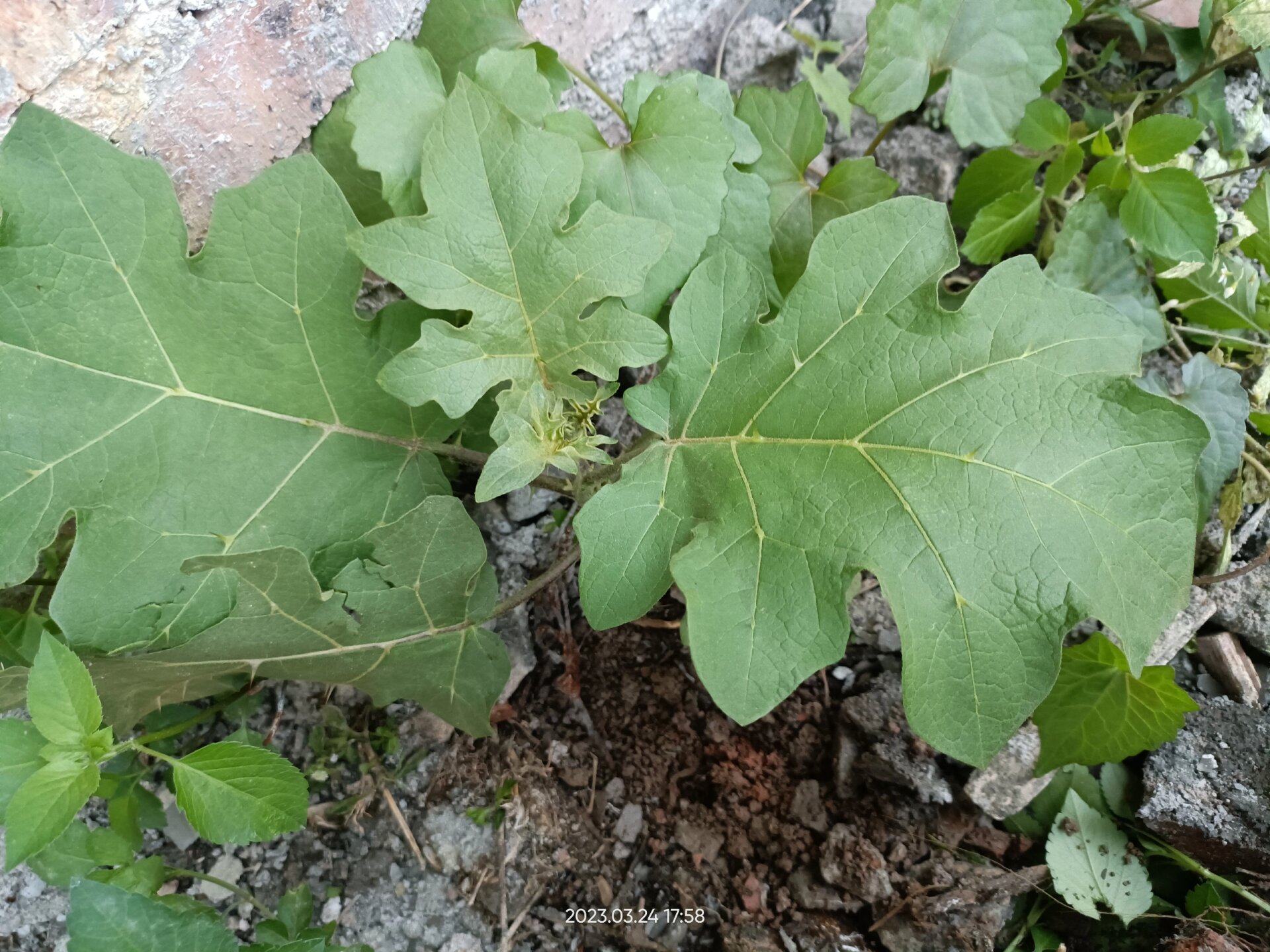 刺茄嫁接图片