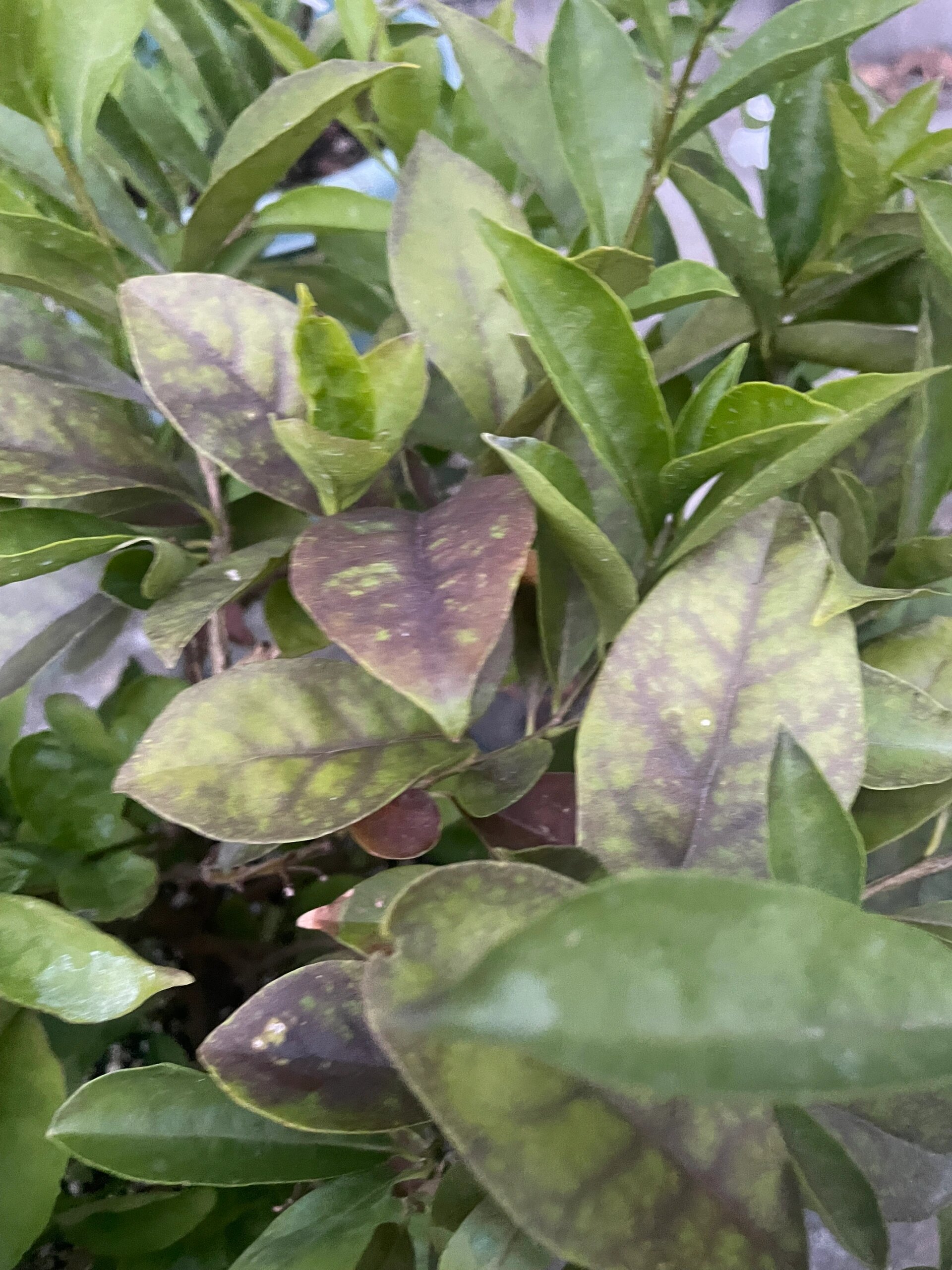 茉莉花叶子发黑发红这是咋了 双色茉莉夏天还好好的,前阵子开始叶子发