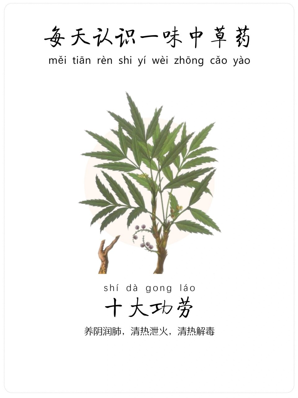 一味中草药-十大功劳92-养阴润肺 92十大功劳,小檗科十大功劳属