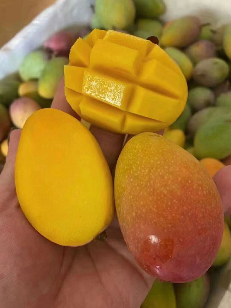小金凤凰芒果030303 金凤凰 被称为云南的"芒果皇后"0399皮