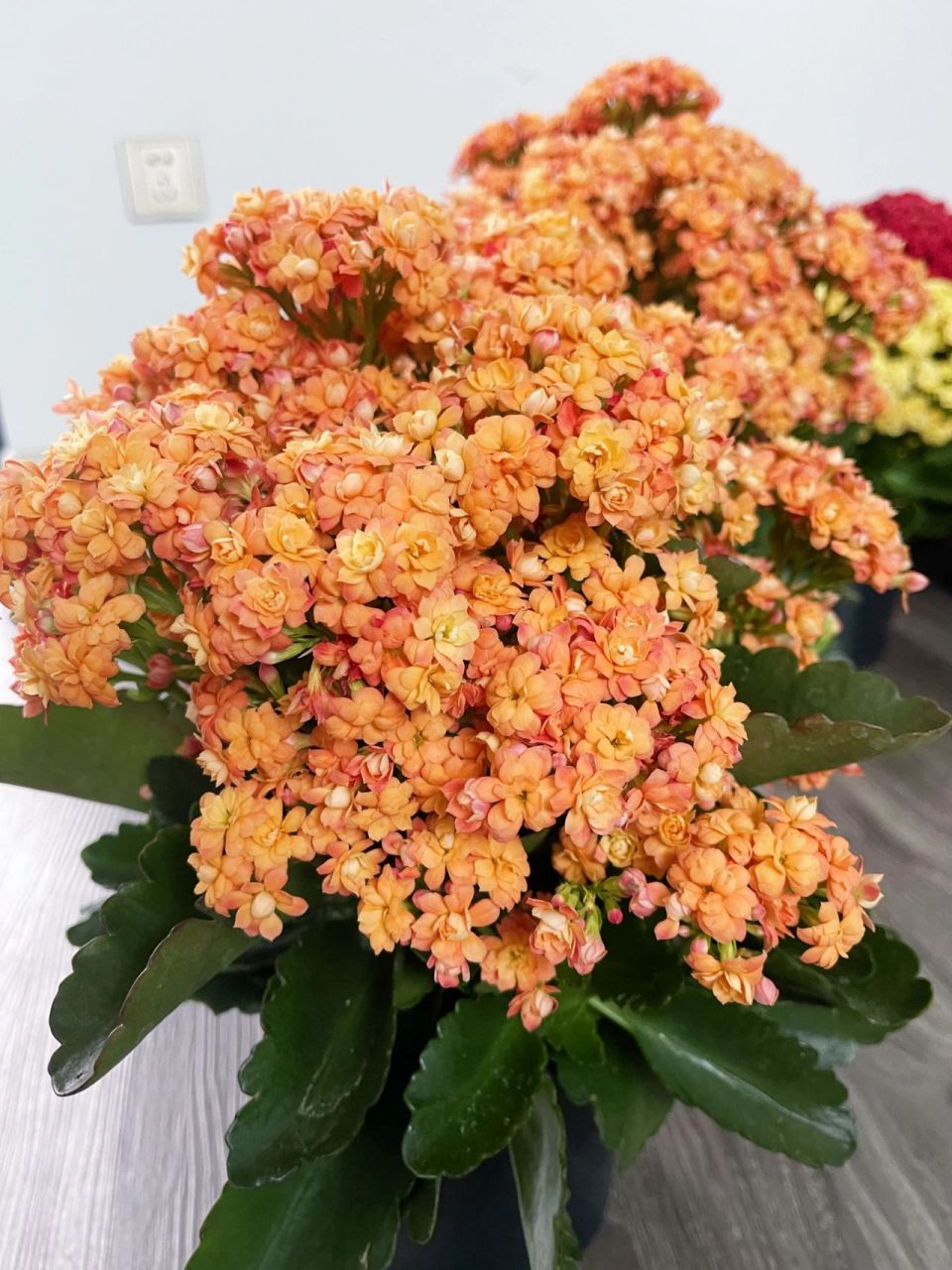 教你长寿花94爆盆秘笈 橙色长寿花   赛欧 渐变色的花朵美到心醉