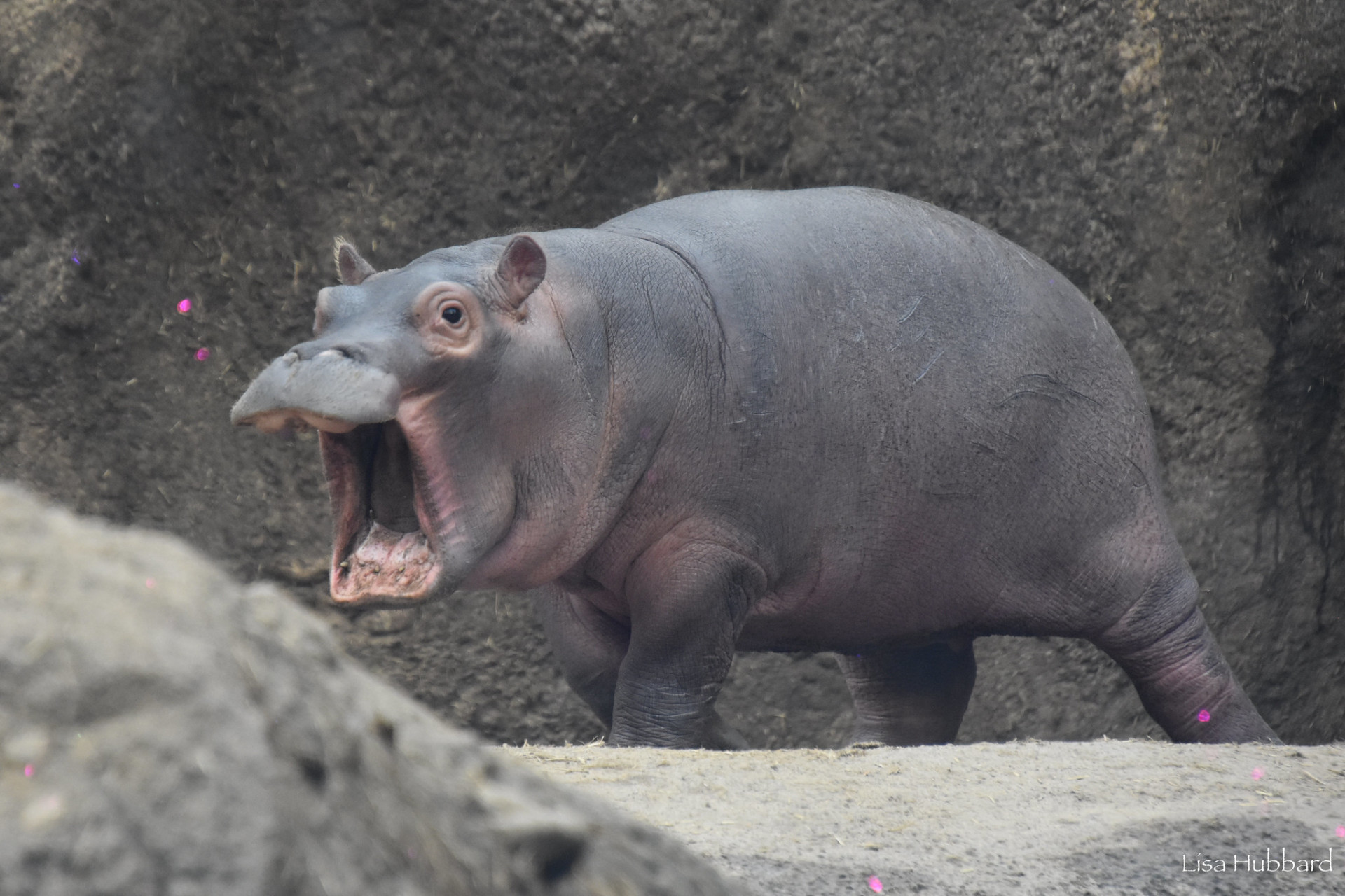 河马的嘴巴有多大? 河马的嘴巴可以张开 150 度!