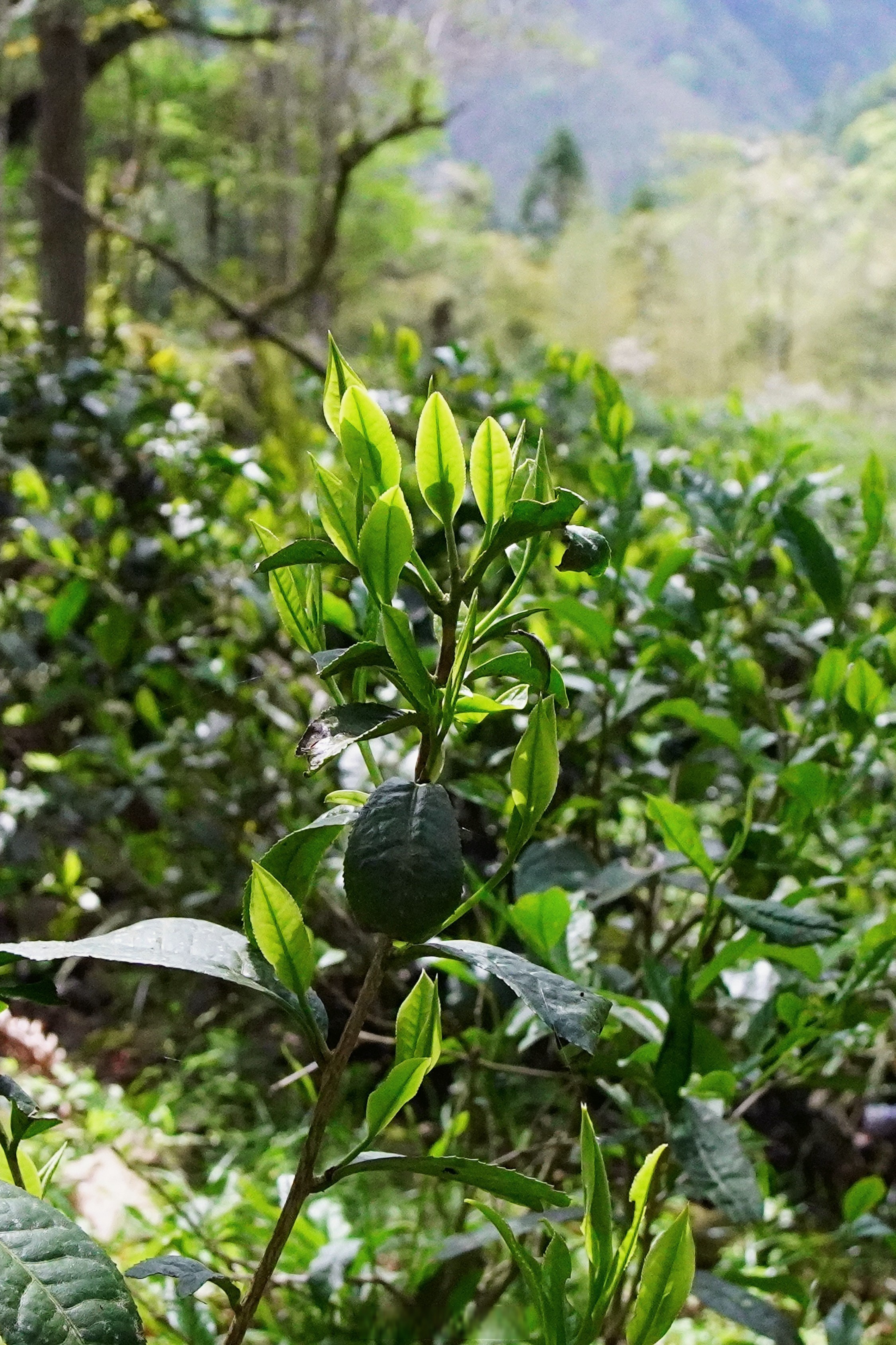 茶树武夷山桐木关茶山图片武夷山的茶武夷山正山小种茶树图片高清正山