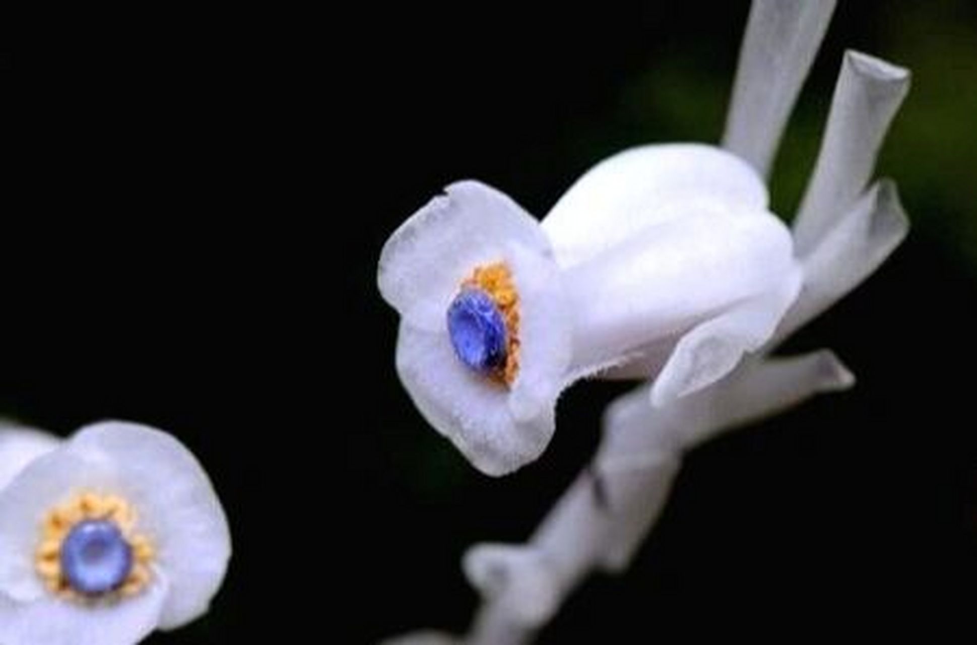 水晶兰真不错 花题材: 死亡之花—水晶兰 花语: 真诚无害,脆弱无城府.