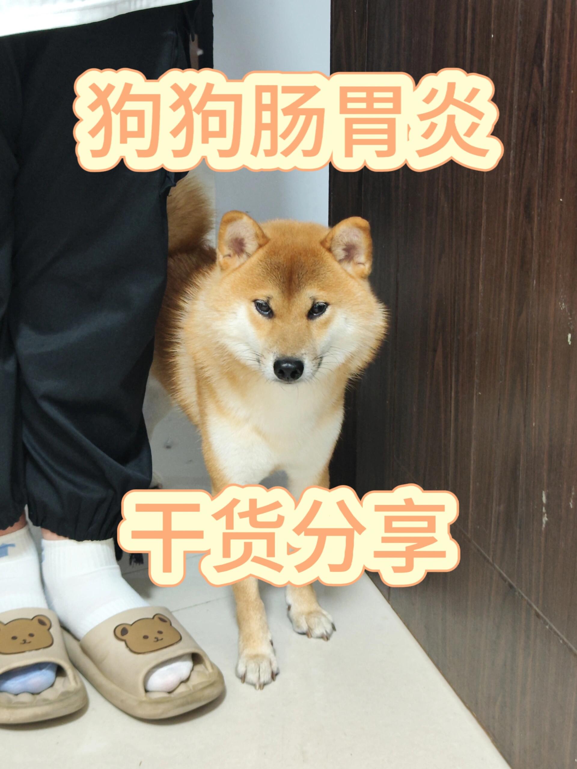狗为什么拉稀