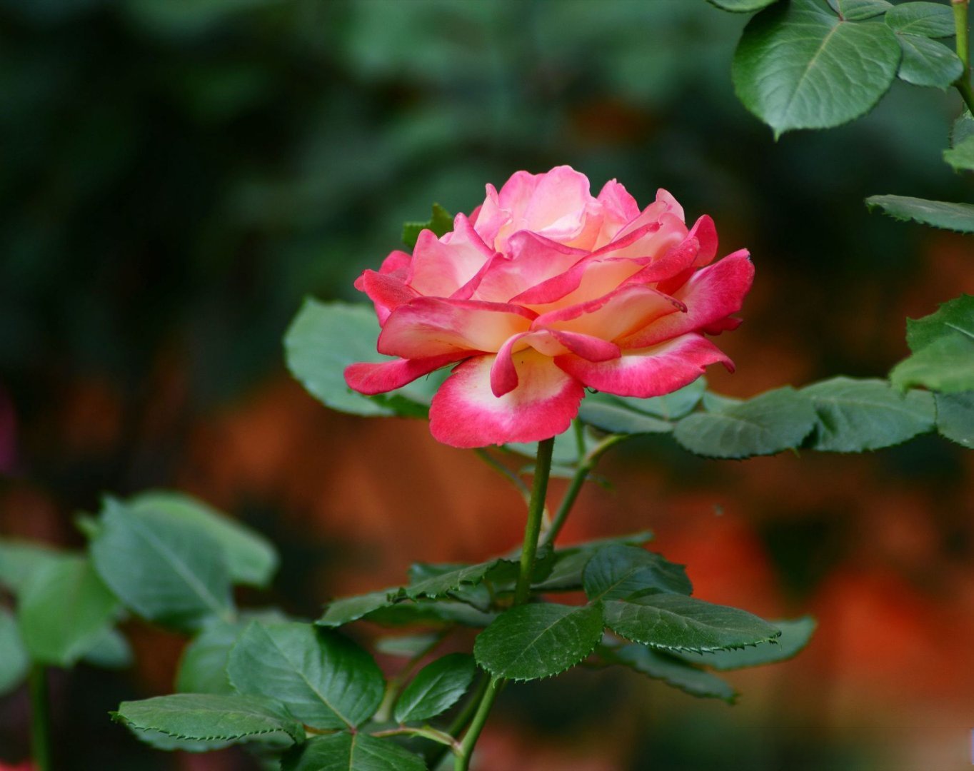 是蔷薇科属的常绿,半常绿低矮灌木