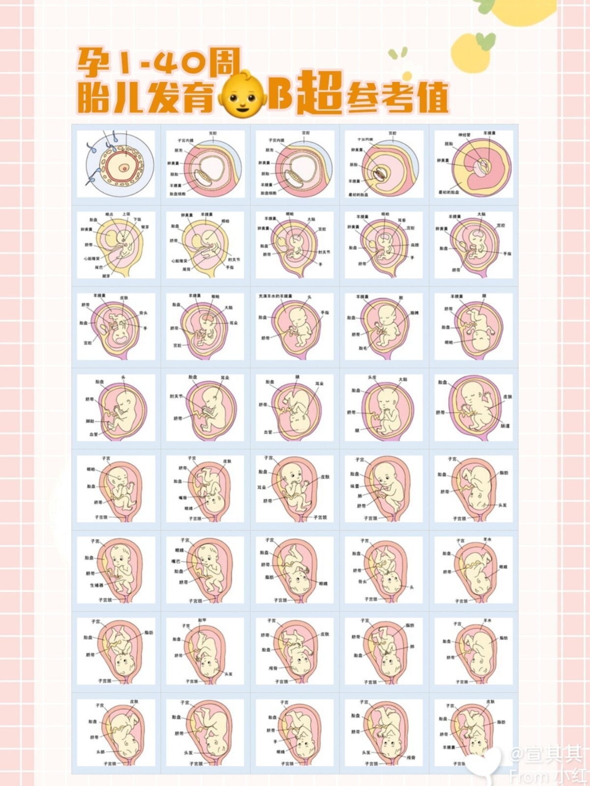 孕期40周👶每周胎儿b超数值对照表👀