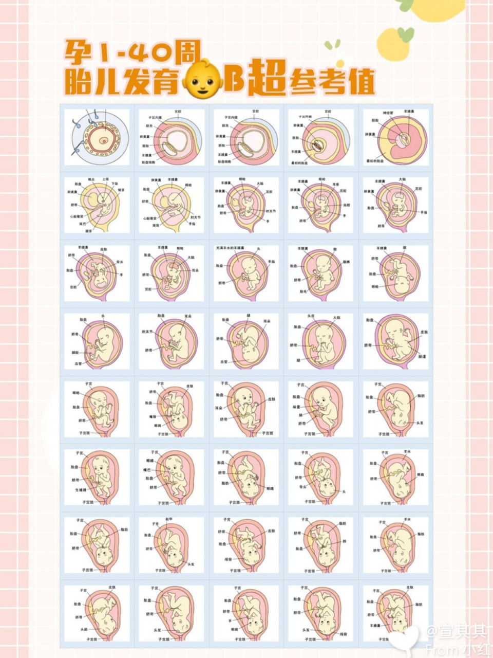 孕期40周92每周胎儿b超数值对照表98 整理了整个孕期40周每周的