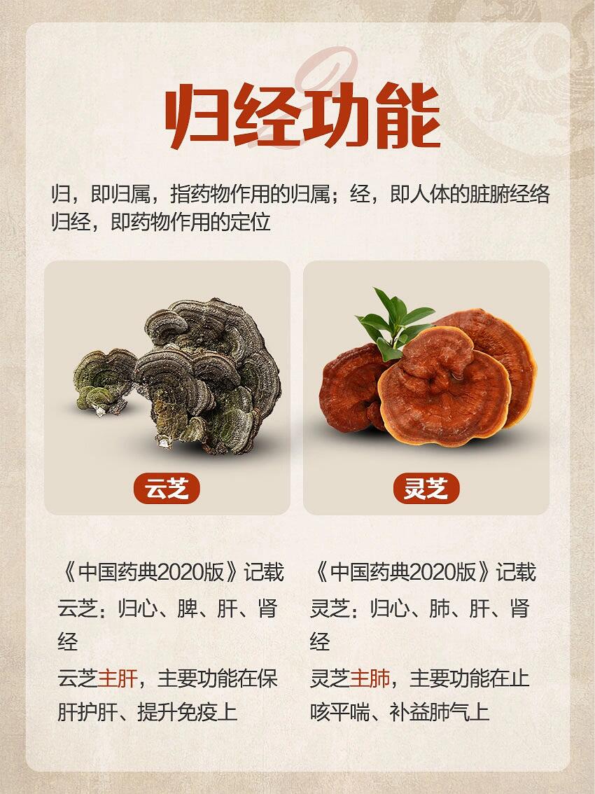 云芝蘑的药用价值图片