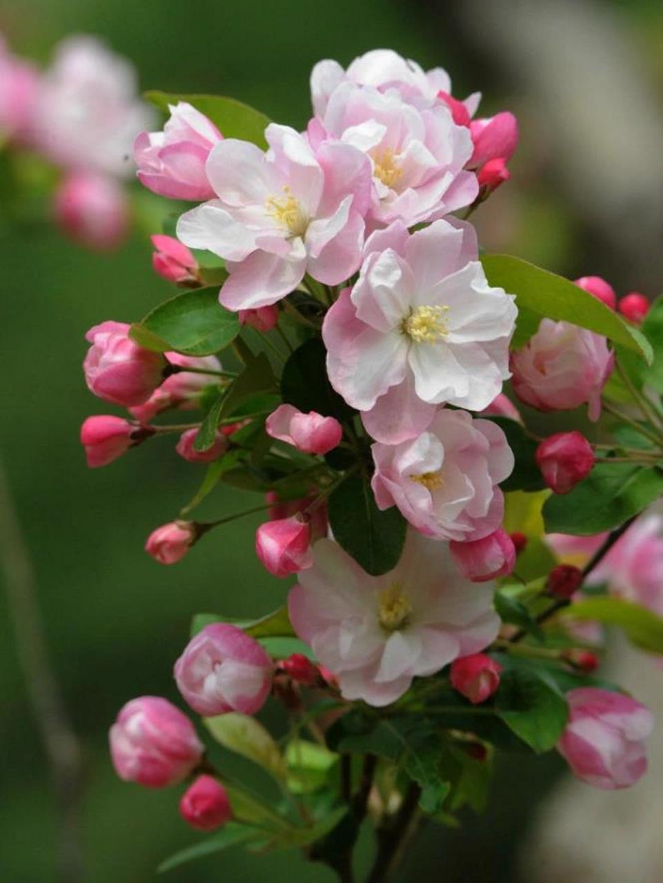 海棠花的花语寓意为玉堂富贵 海棠花的花语寓意为玉堂富贵,因为经常和
