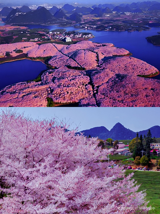 贵阳平坝农场樱花图片