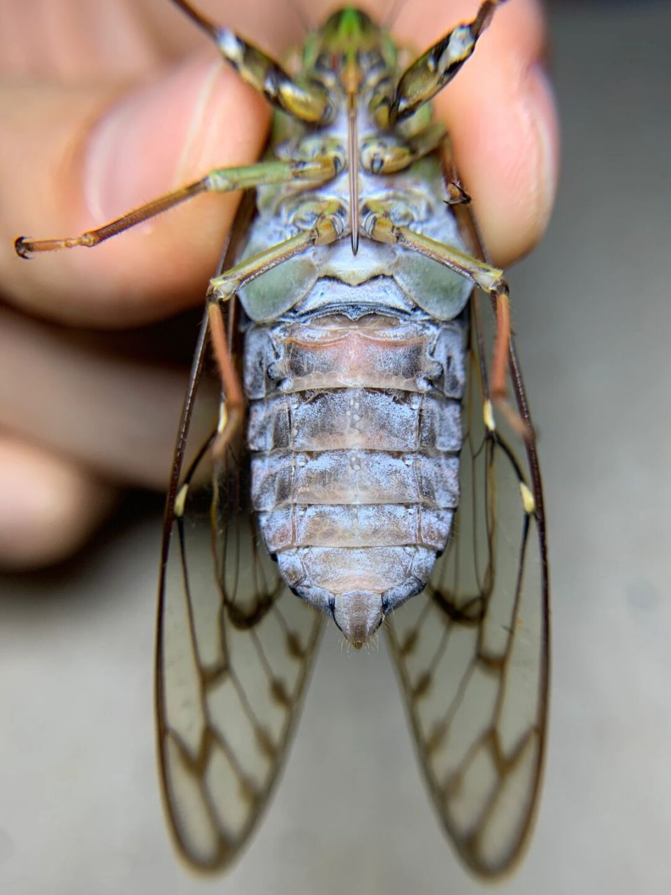大胖肚子～腹螗蝉～ 腹螗蝉广西的一个变种,在高海拔地区,很胖的大
