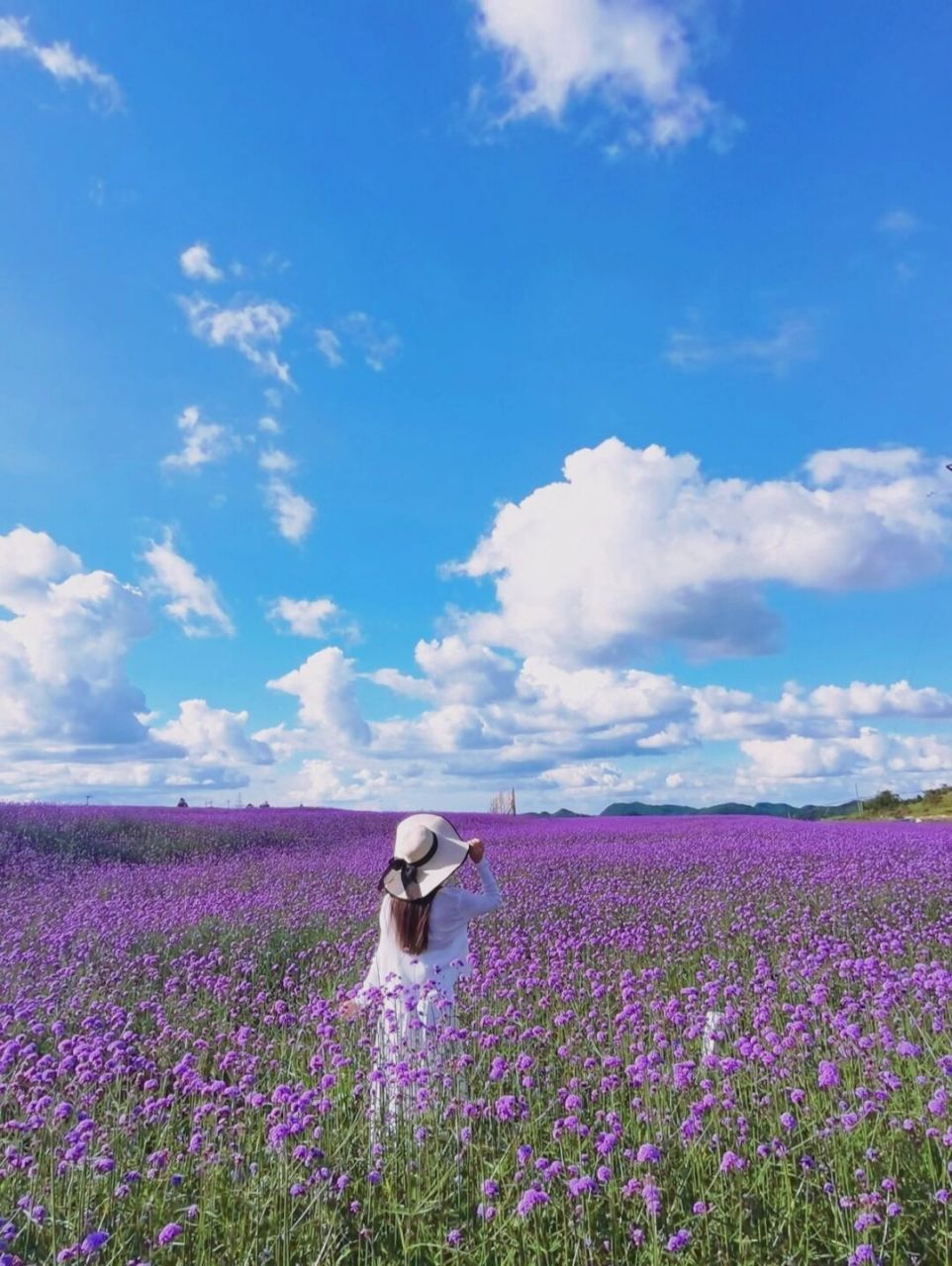 薰衣草美女风景图片图片