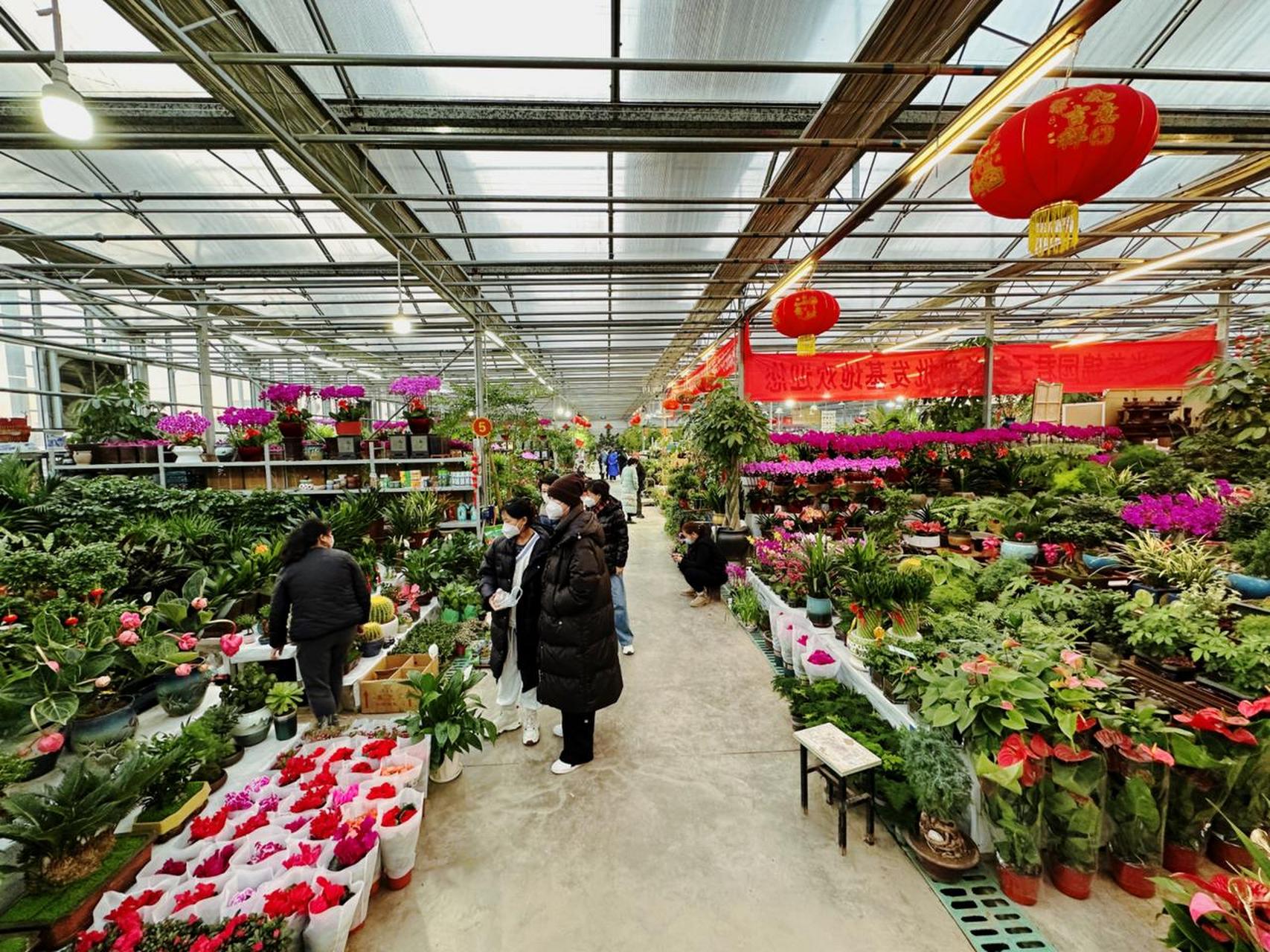 太原头条太原【绿植热销迎新春】  1月2日,太原市杨家峪花卉市场,市民