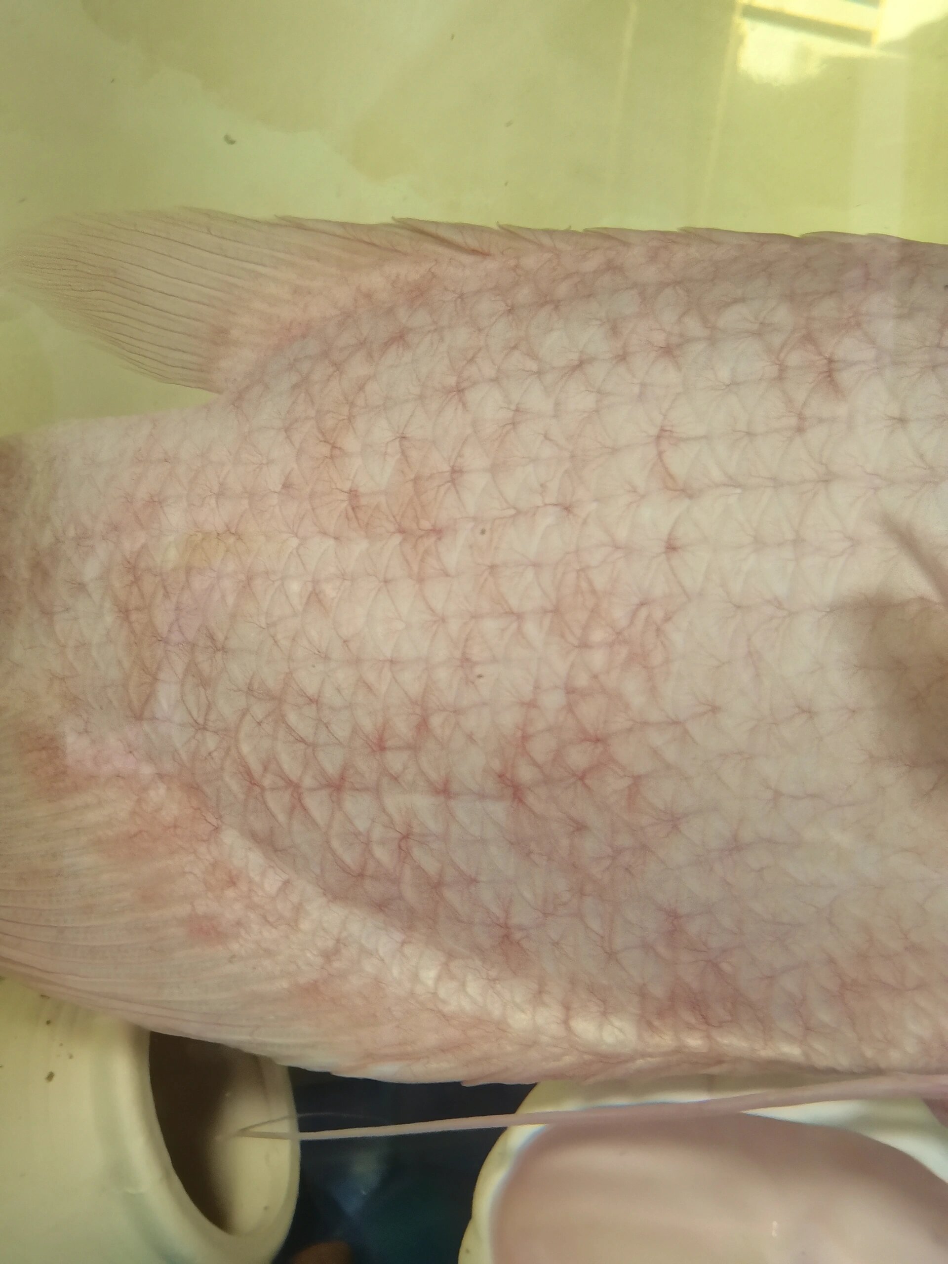 急急急  养了五年的招财鱼突然变这样了