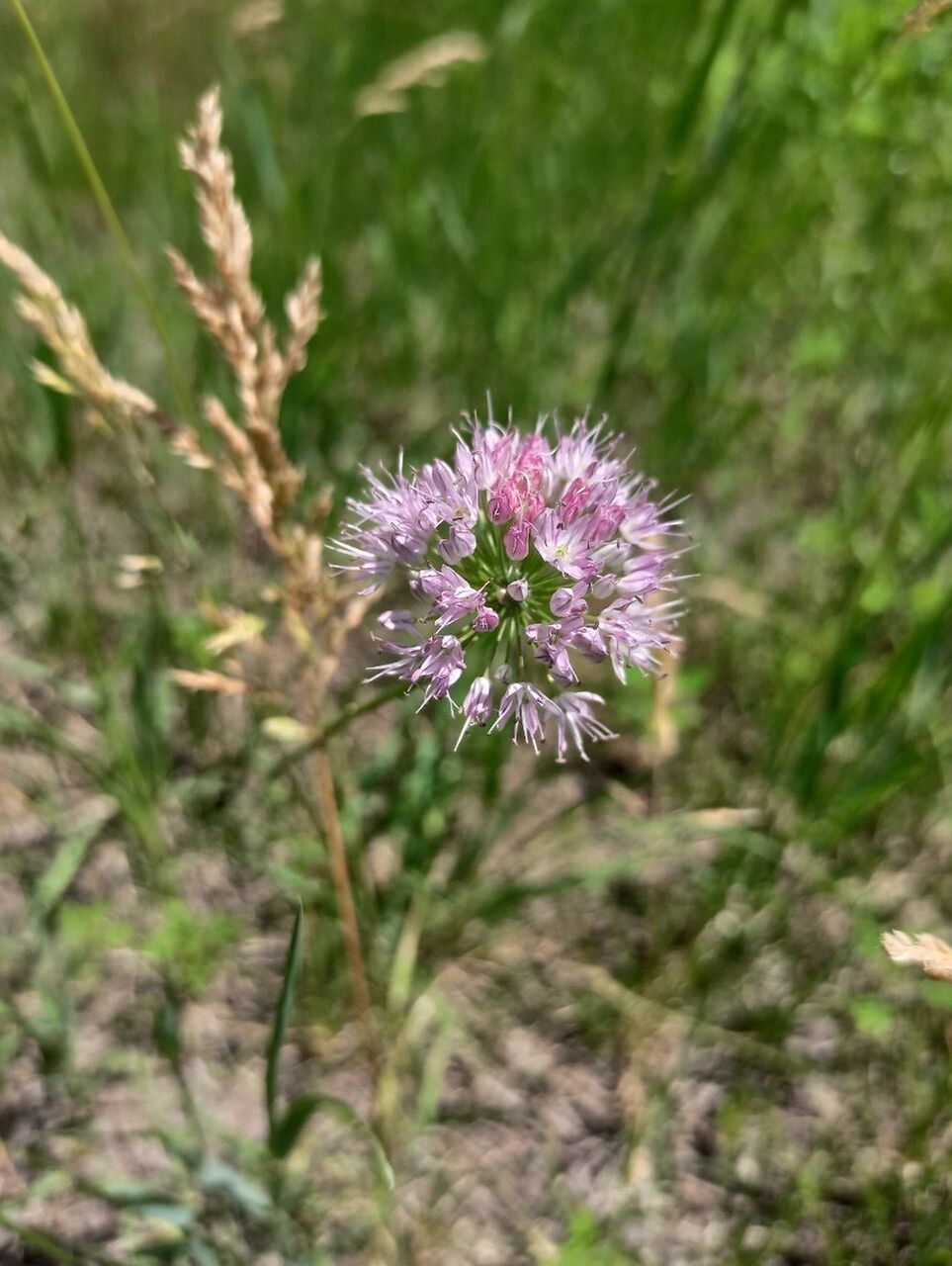 东北野草花(三十三)薤白 百合科葱属多年生草本植物.