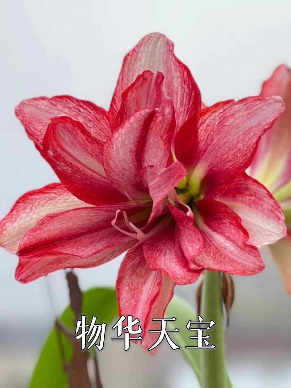 【朱顶红小苗养护比赛】第3期——花瓣衬裙 本次参与养苗竞赛活动的