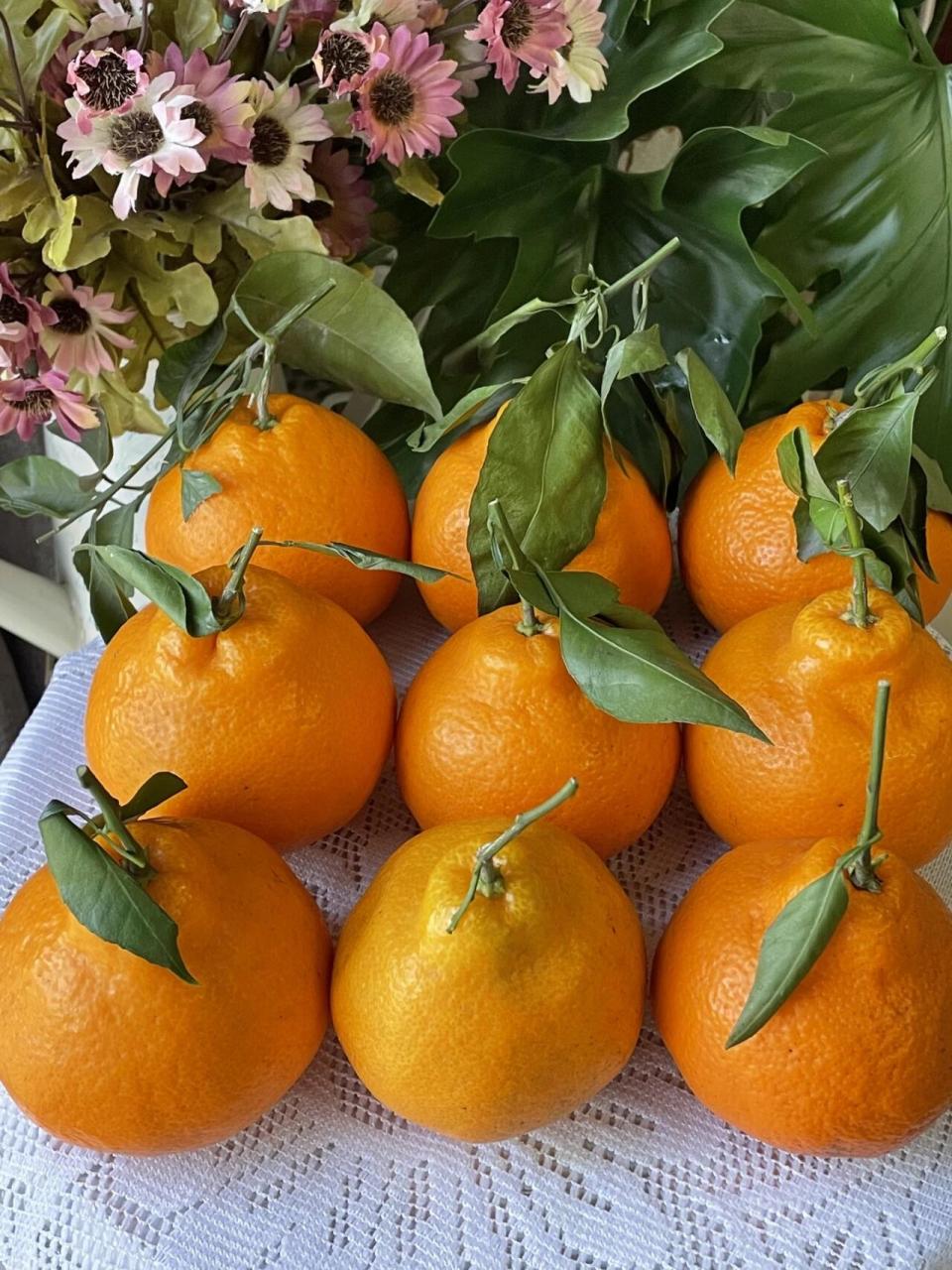 春见耙耙柑 | 一口遇见春天 春见 | 以春之名,与君相见 92 为什么叫