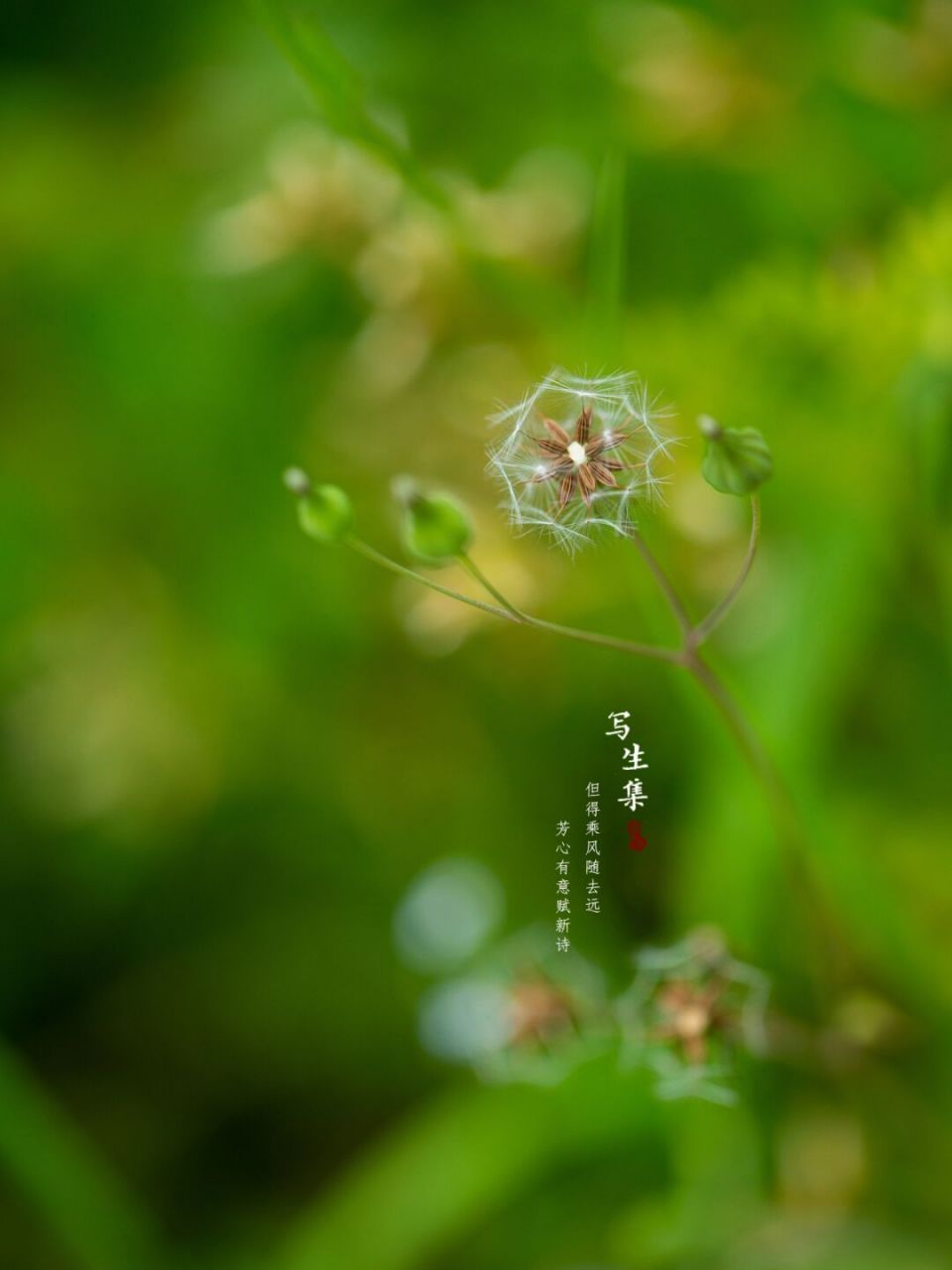 黄鹌菜的种子图片