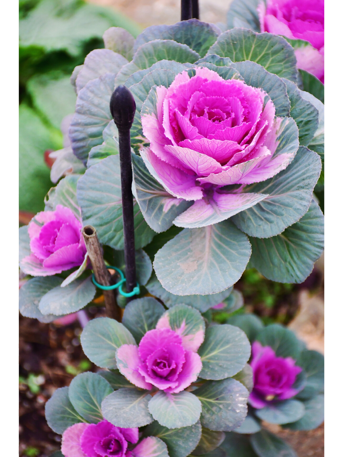 一颗活了3年的老桩羽衣甘蓝