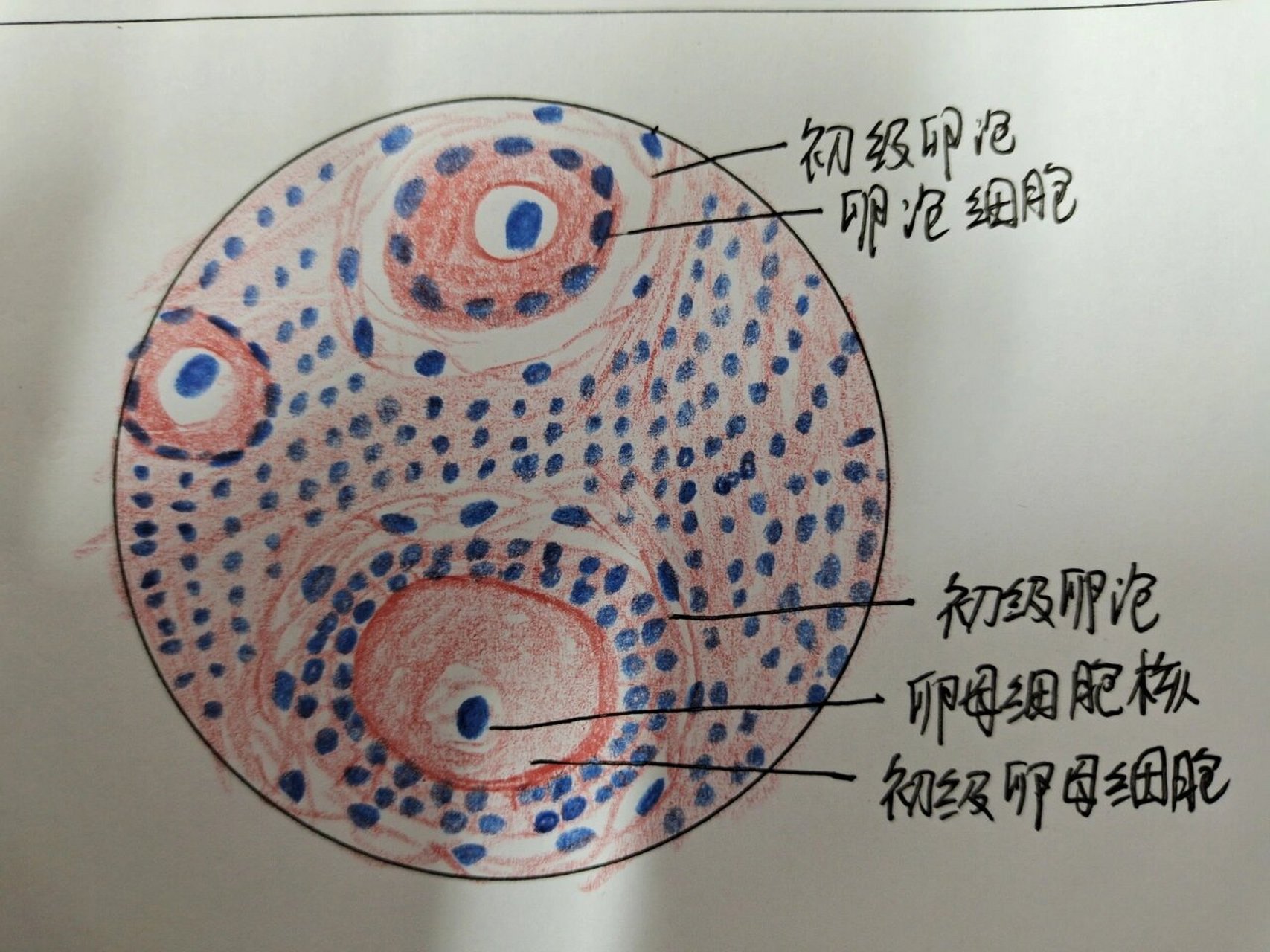 次级卵母细胞手绘图片