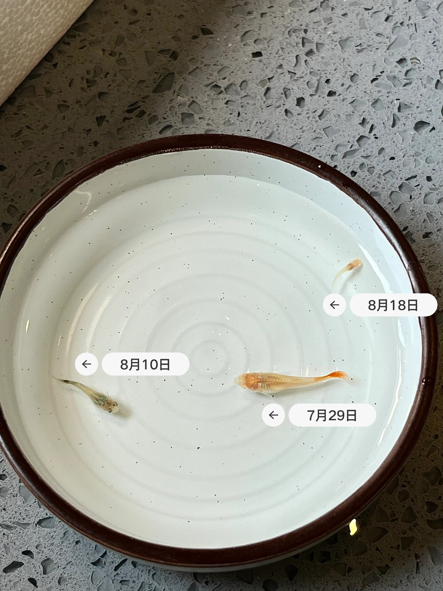 很多薯友说自己的孔雀鱼出生一个月还没发色,个头也很小.