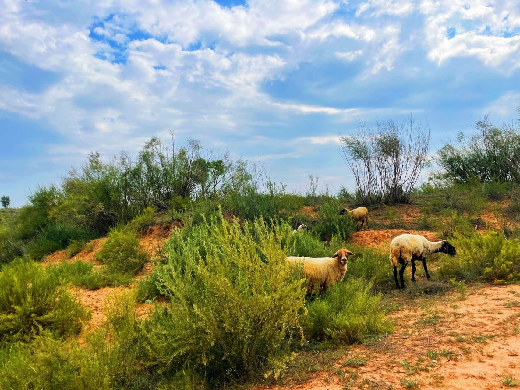 陕北自由行day4 | 毛乌素沙漠9815 99"四大沙地"之一陕西毛乌素