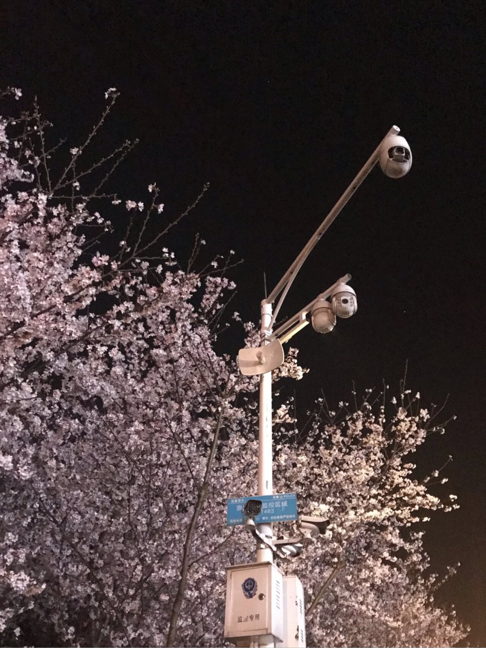 湖南岳阳羊角山樱花图片