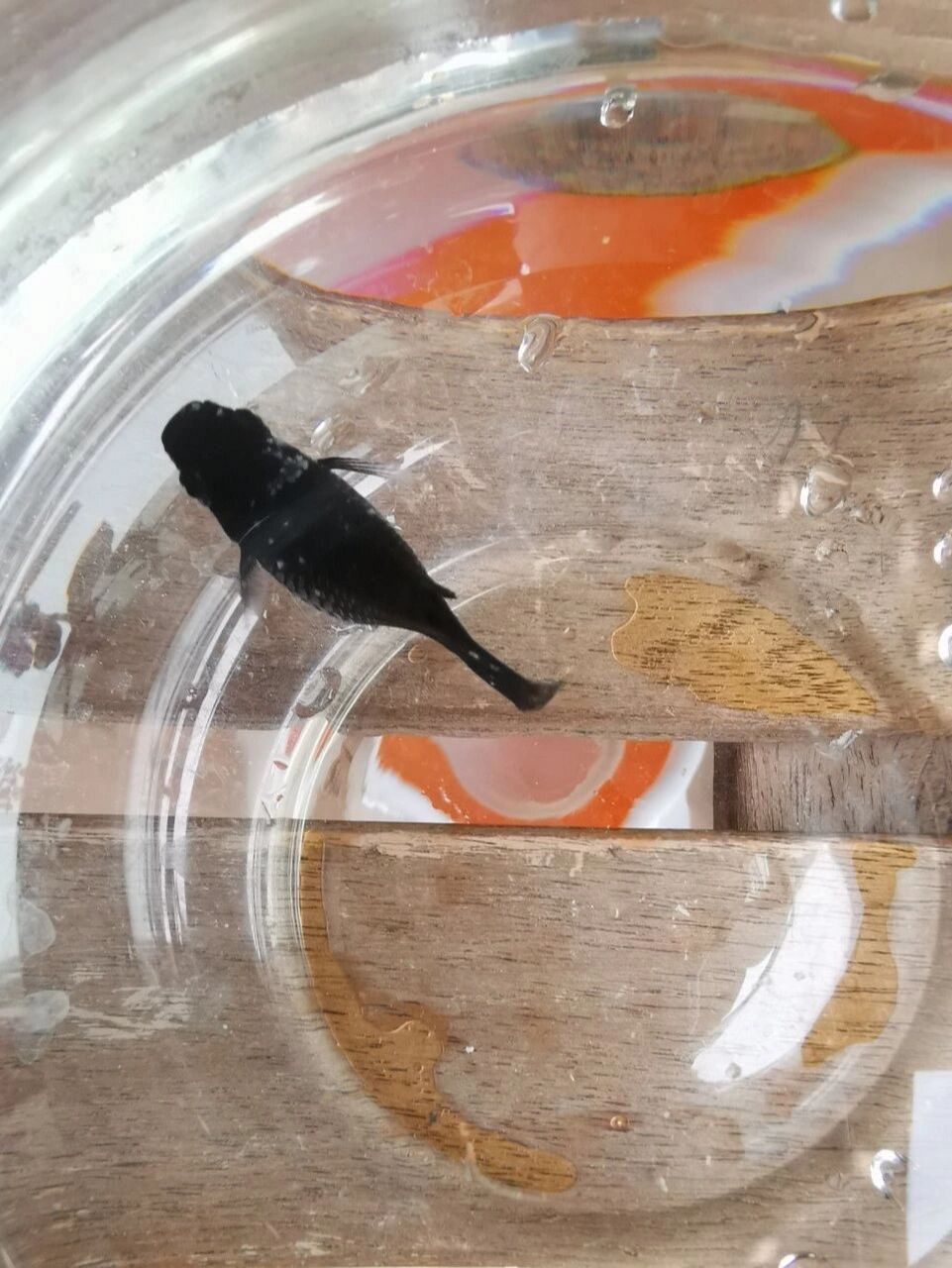 昨晚换水今天早上7点发现黑玛丽鱼身上出现很多一团