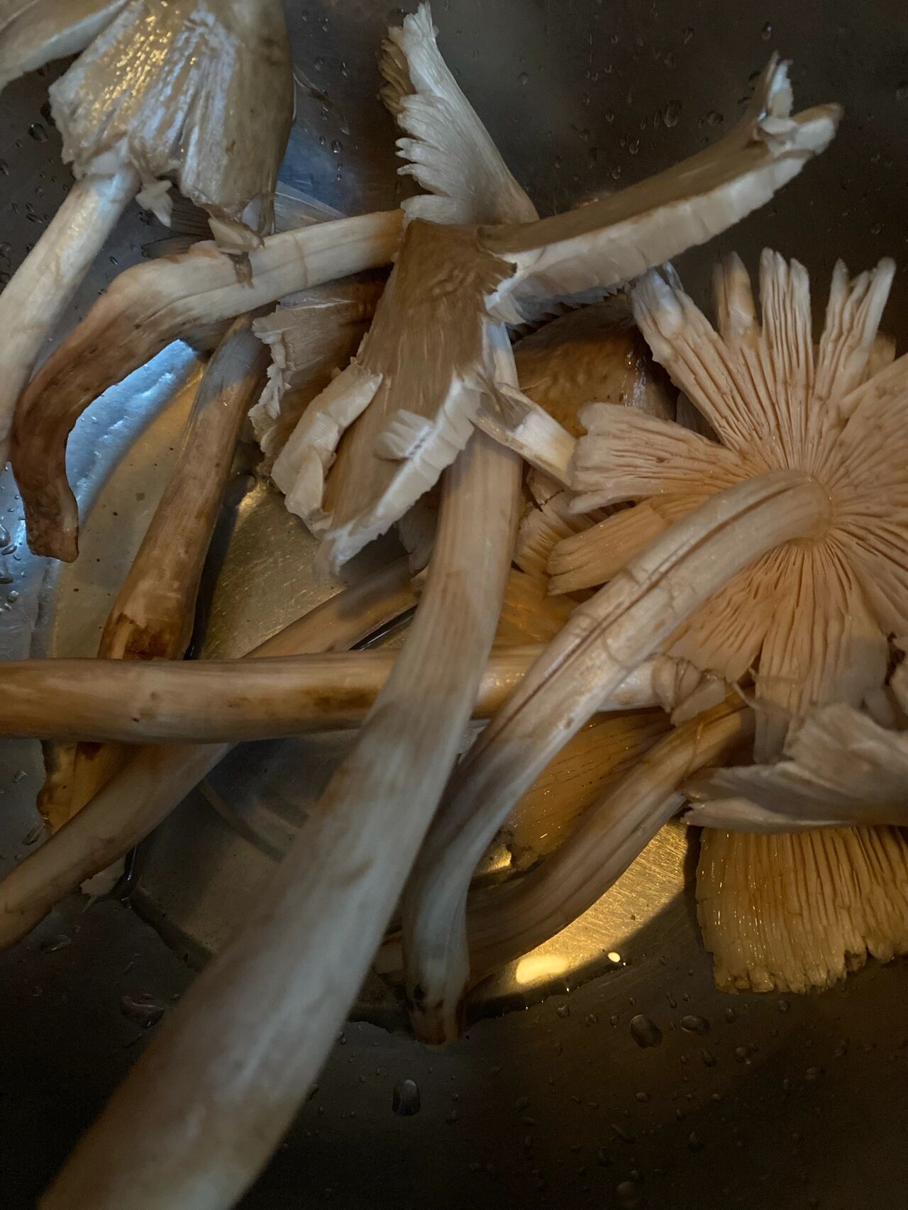 红伞伞,白干干|云南野生菌,红见手区分 都是红见手,四个品种傻傻分不