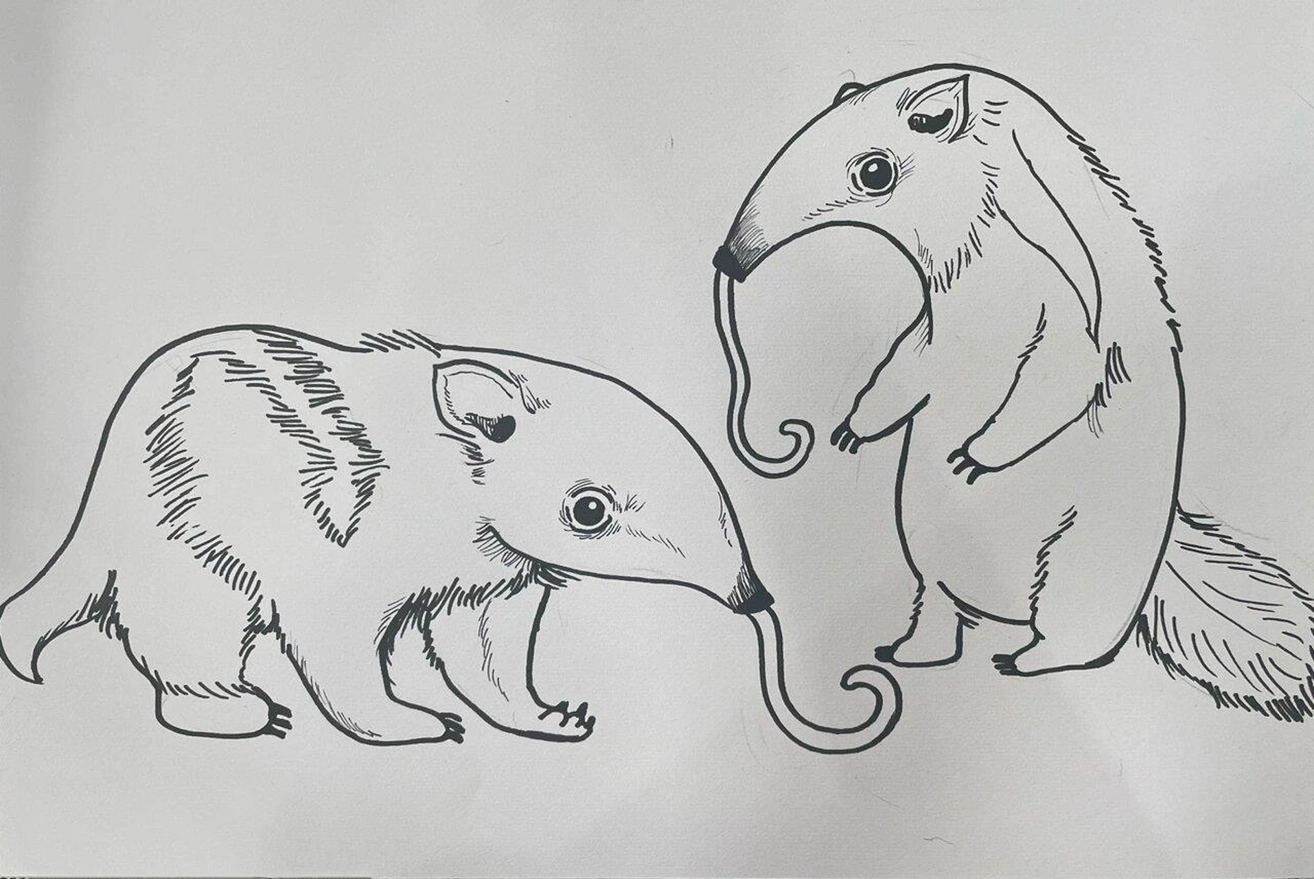 《食蚁兽92》附步骤|5-7岁 98教学重点:通过图片形式带小朋友认识