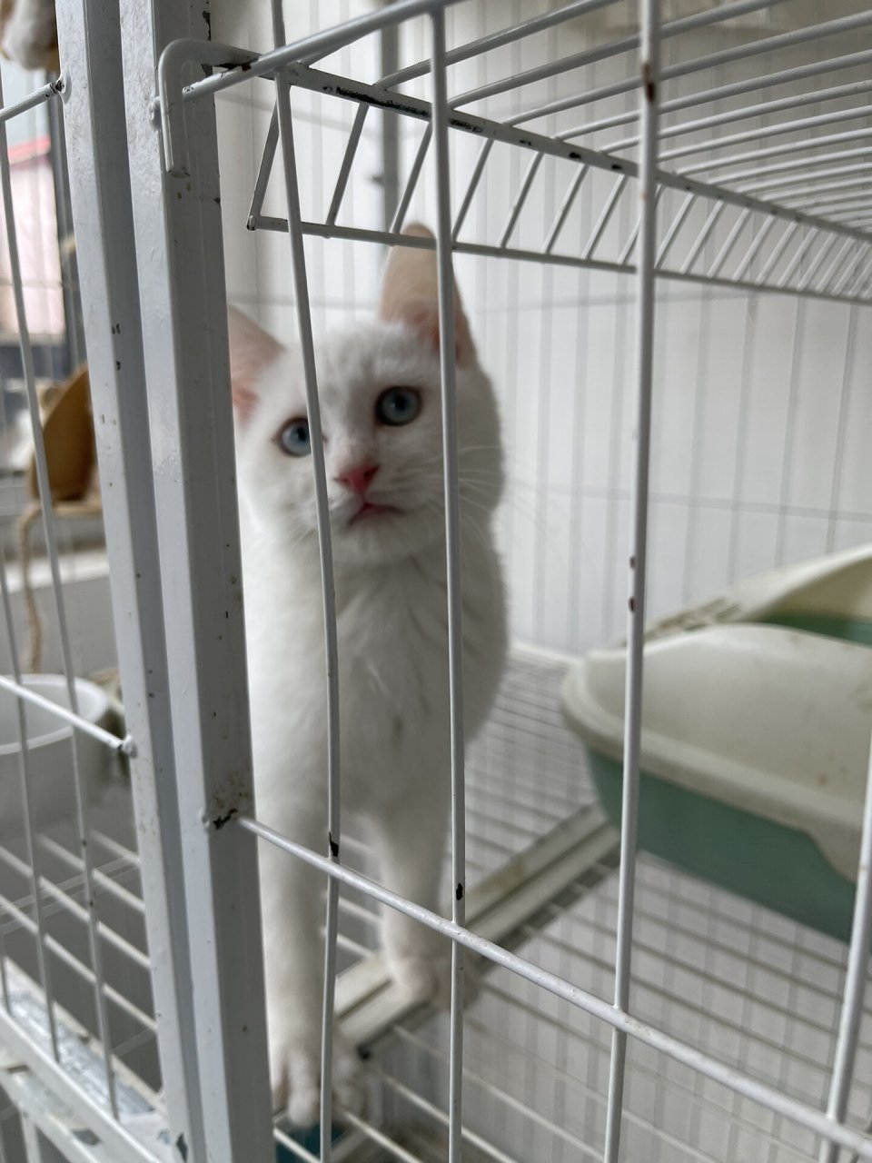 廊坊霸州纯白蓝眼猫咪200 自己家猫咪生的中长毛纯白蓝眼猫咪,需自提.