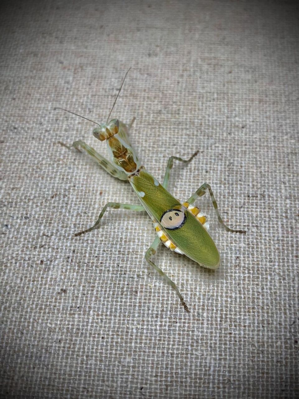 斑翅原斧螳二产～ 又是一坨发泡胶[笑哭]眼斑也又羽化一只,颜色偏黄