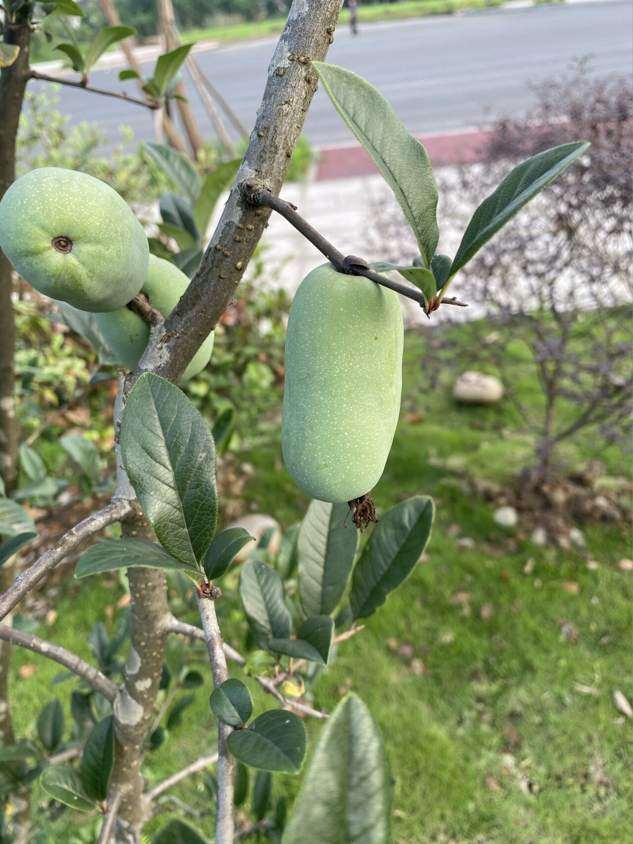 野生植物野冬瓜图片